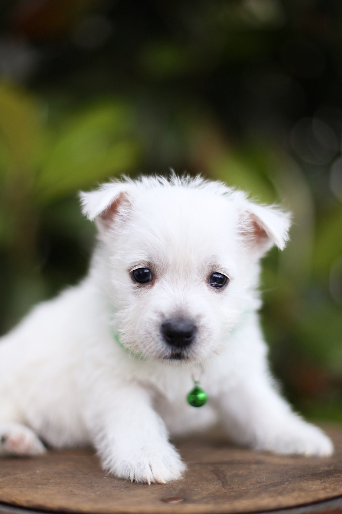 puppy, for, sale, West Highland White Terrier, Kerek & Marisa  Martin, dog, breeder, Mount Joy, PA, dog-breeder, puppy-for-sale, forsale, nearby, find, puppyfind, locator, puppylocator, aca
