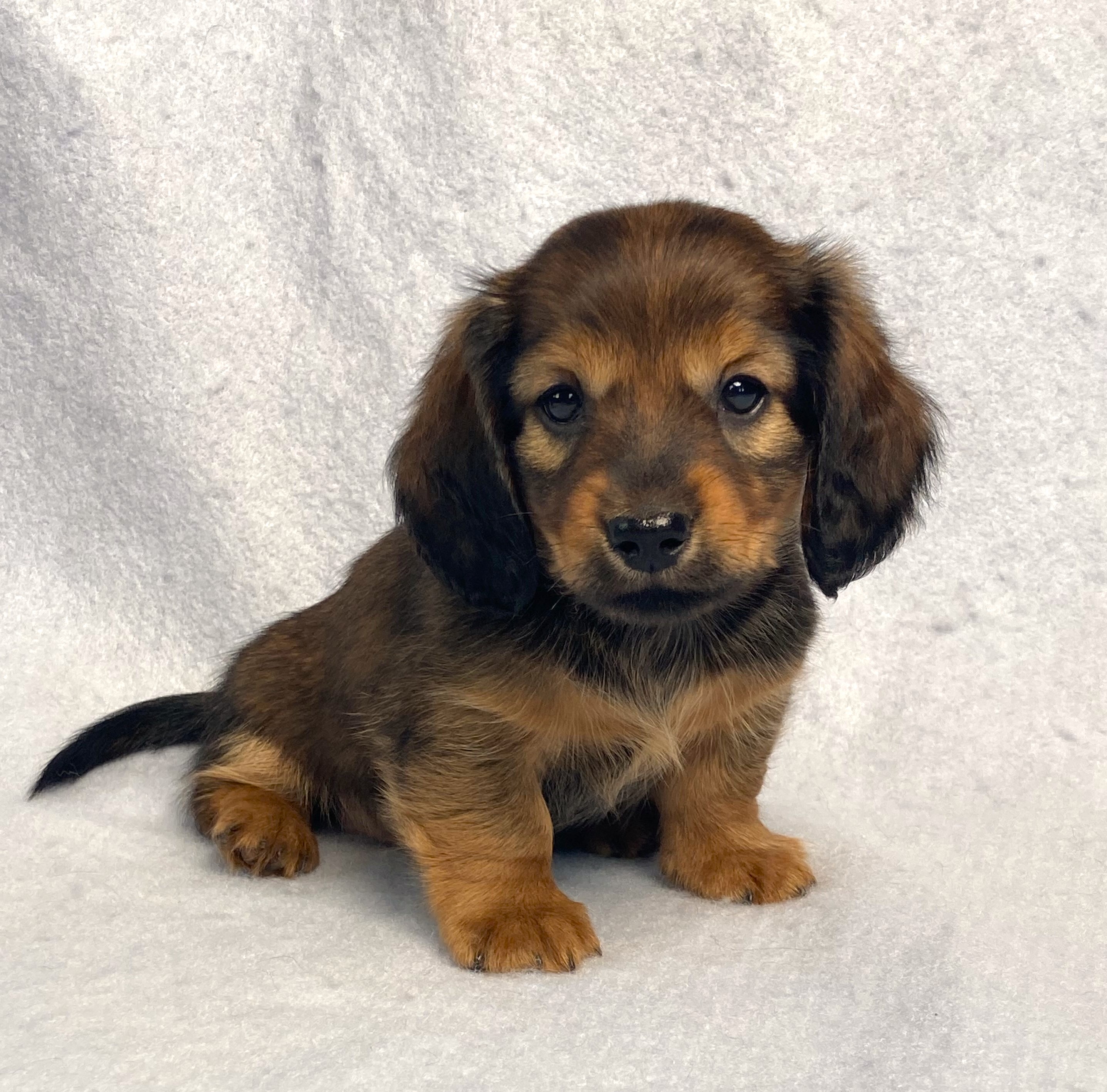 puppy, for, sale, Dachshund,   Little Stream Estates LLC, dog, breeder, Lititz, PA, dog-breeder, puppy-for-sale, forsale, nearby, find, puppyfind, locator, puppylocator, aca