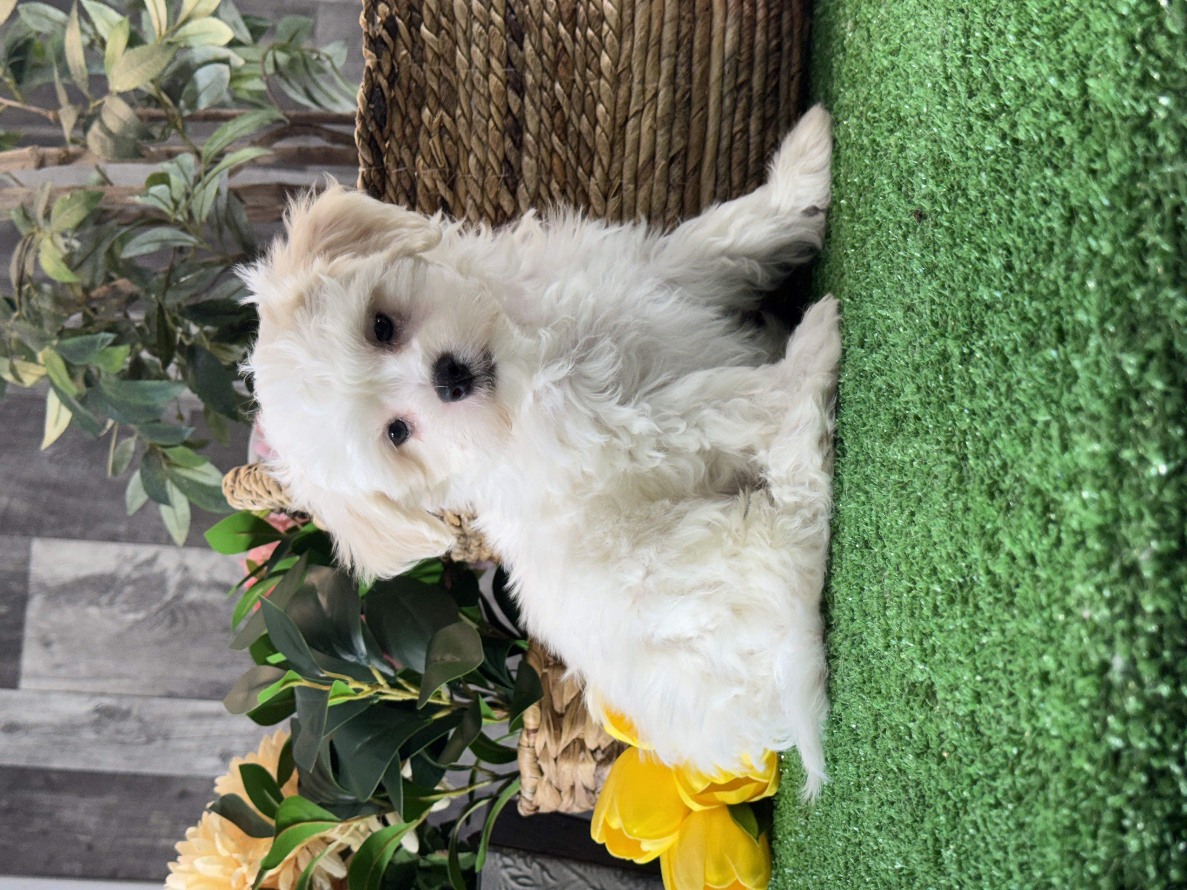 puppy, for, sale, Lhasa Apso/Bichon , Curtis  Martin, dog, breeder, Seneca Falls, NY, dog-breeder, puppy-for-sale, forsale, nearby, find, puppyfind, locator, puppylocator, aca