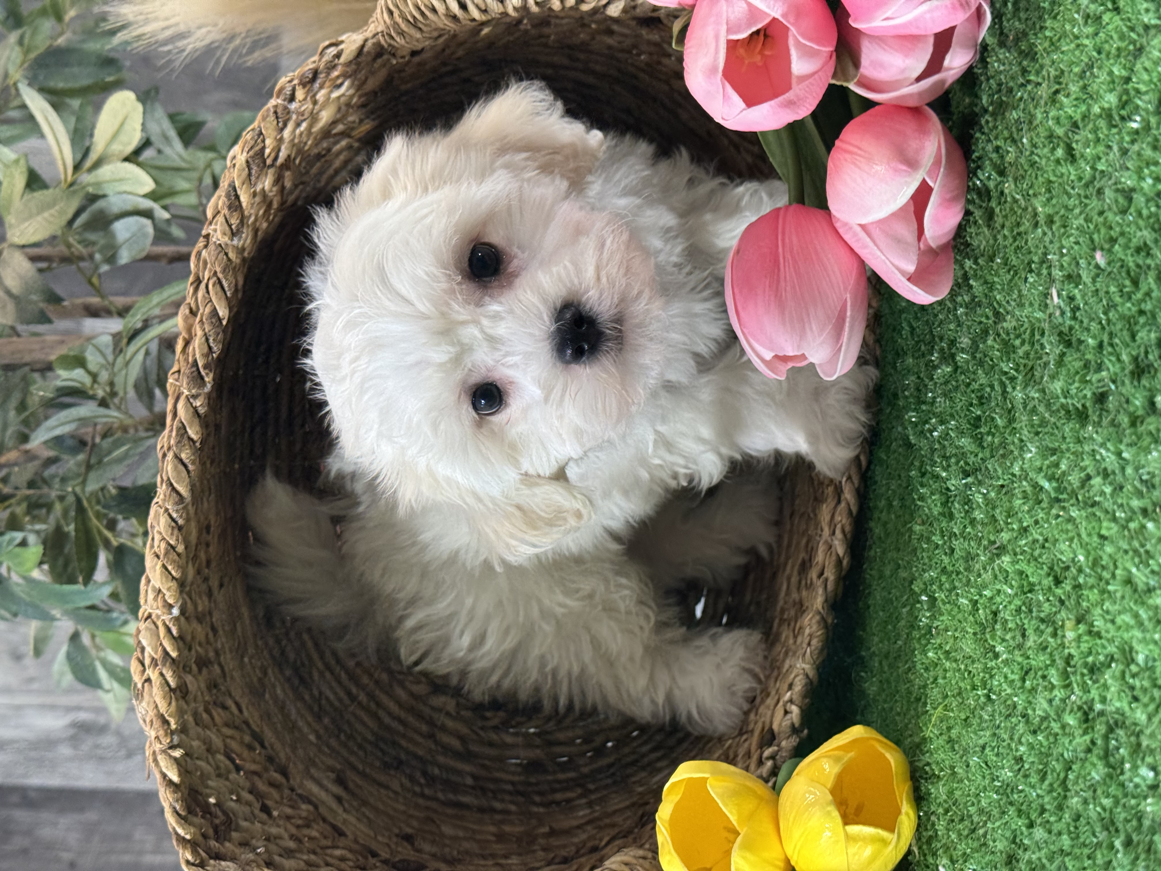 puppy, for, sale, Lhasa Apso/Bichon , Curtis  Martin, dog, breeder, Seneca Falls, NY, dog-breeder, puppy-for-sale, forsale, nearby, find, puppyfind, locator, puppylocator, aca