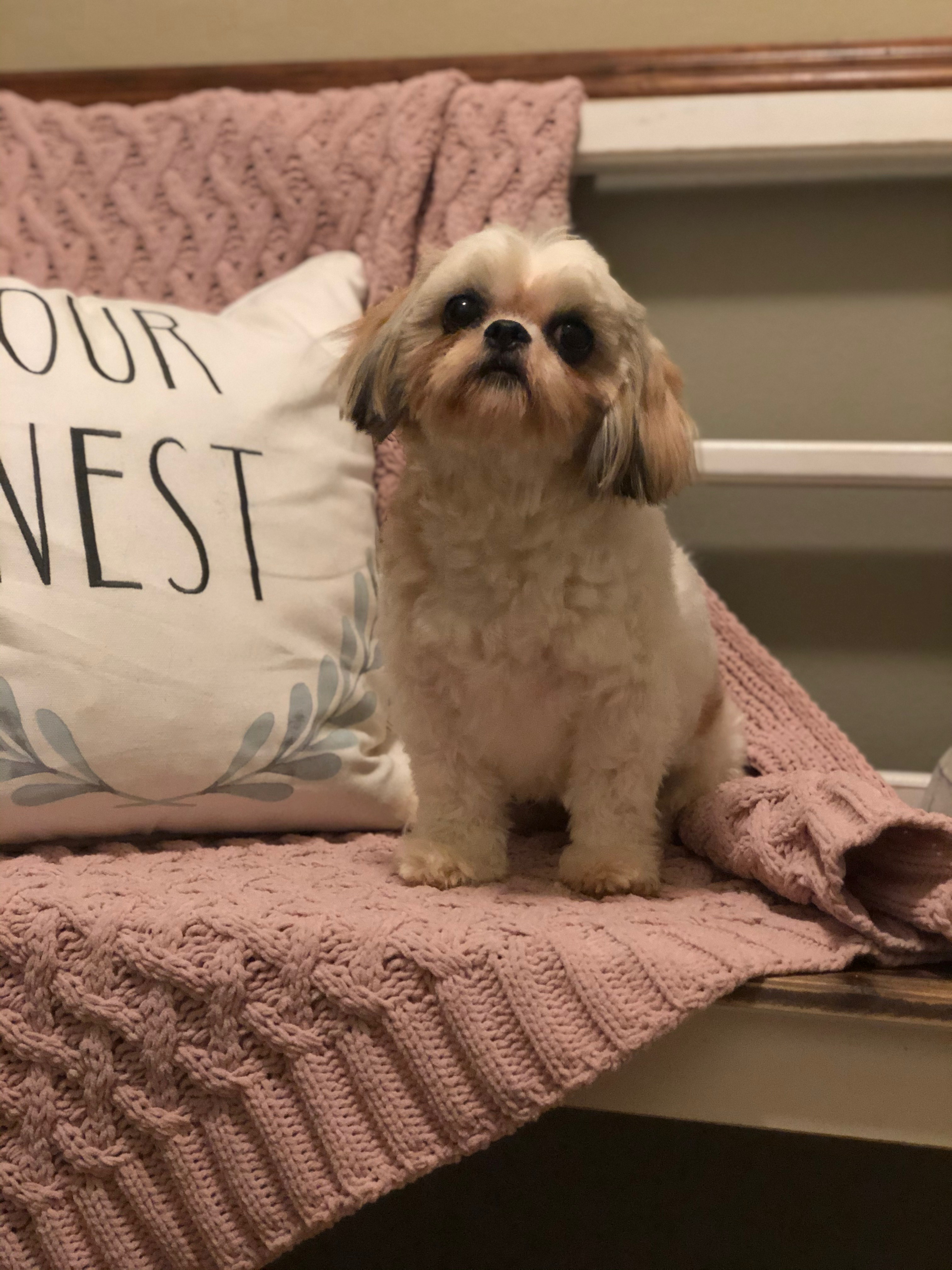 puppy, for, sale, Shih Tzu, Cheryl  Mack, dog, breeder, Ocala, FL, dog-breeder, puppy-for-sale, forsale, nearby, find, puppyfind, locator, puppylocator, aca