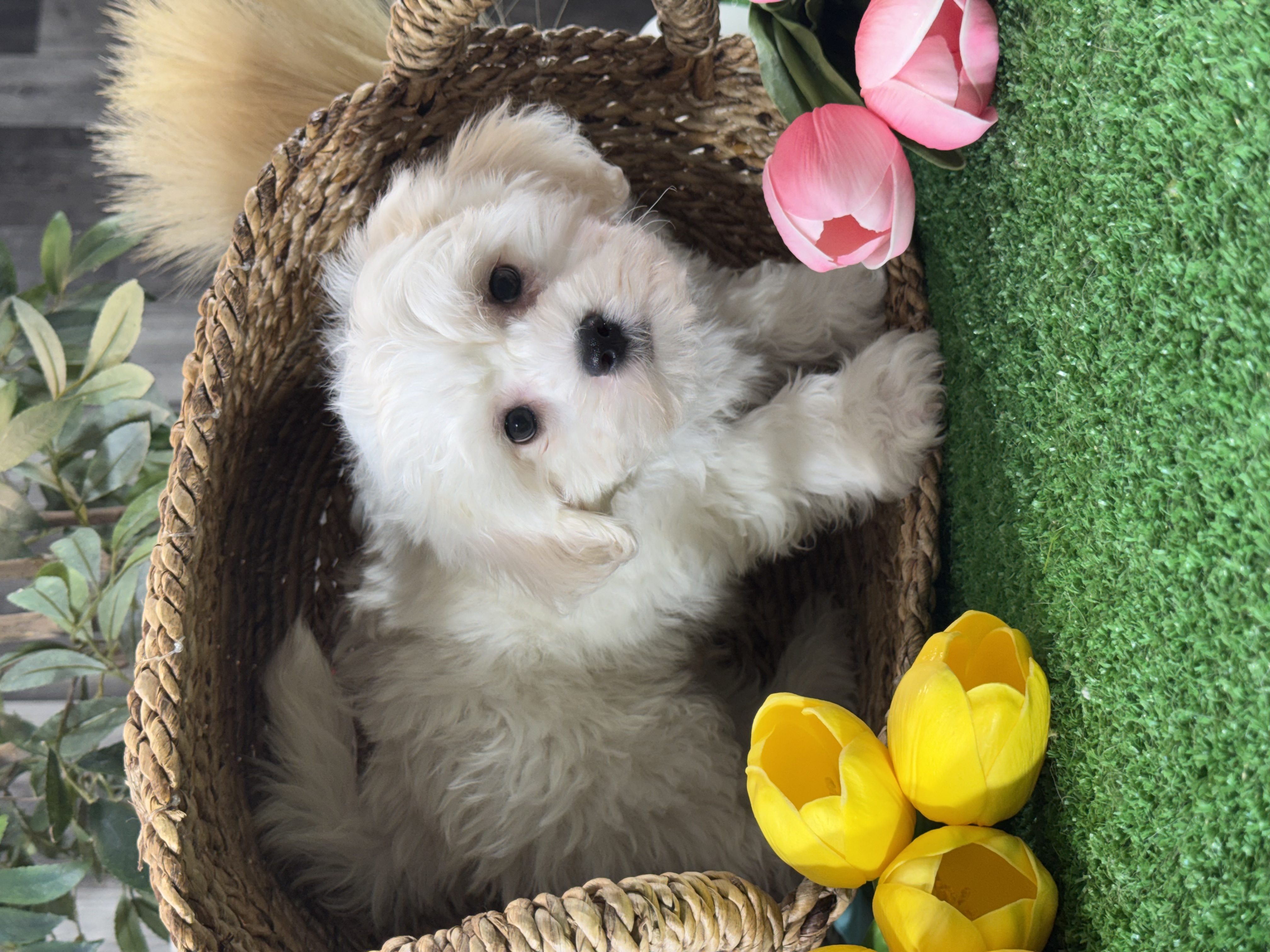 puppy, for, sale, Lhasa Apso/Bichon , Curtis  Martin, dog, breeder, Seneca Falls, NY, dog-breeder, puppy-for-sale, forsale, nearby, find, puppyfind, locator, puppylocator, aca