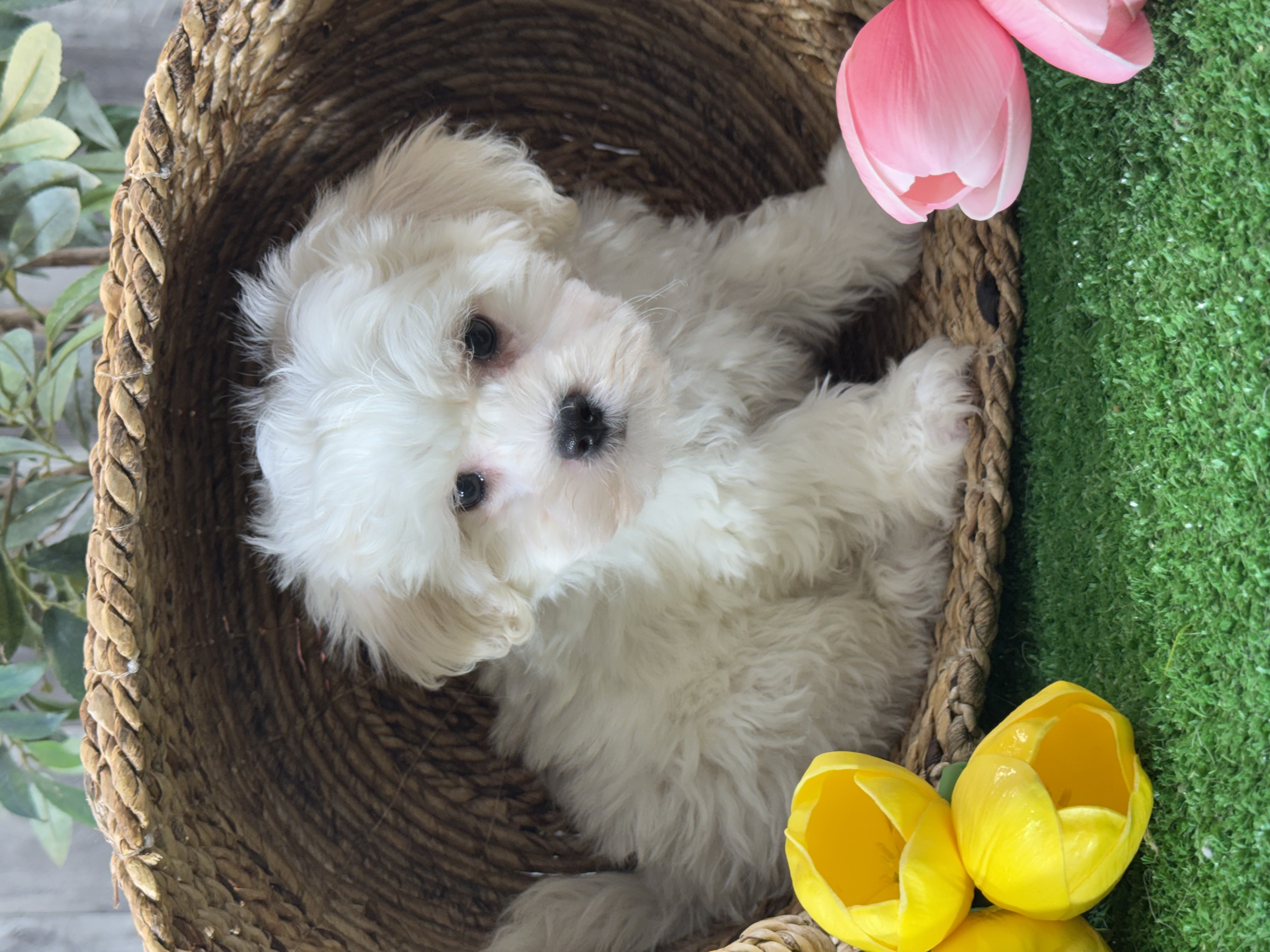 puppy, for, sale, Lhasa Apso/Bichon , Curtis  Martin, dog, breeder, Seneca Falls, NY, dog-breeder, puppy-for-sale, forsale, nearby, find, puppyfind, locator, puppylocator, aca