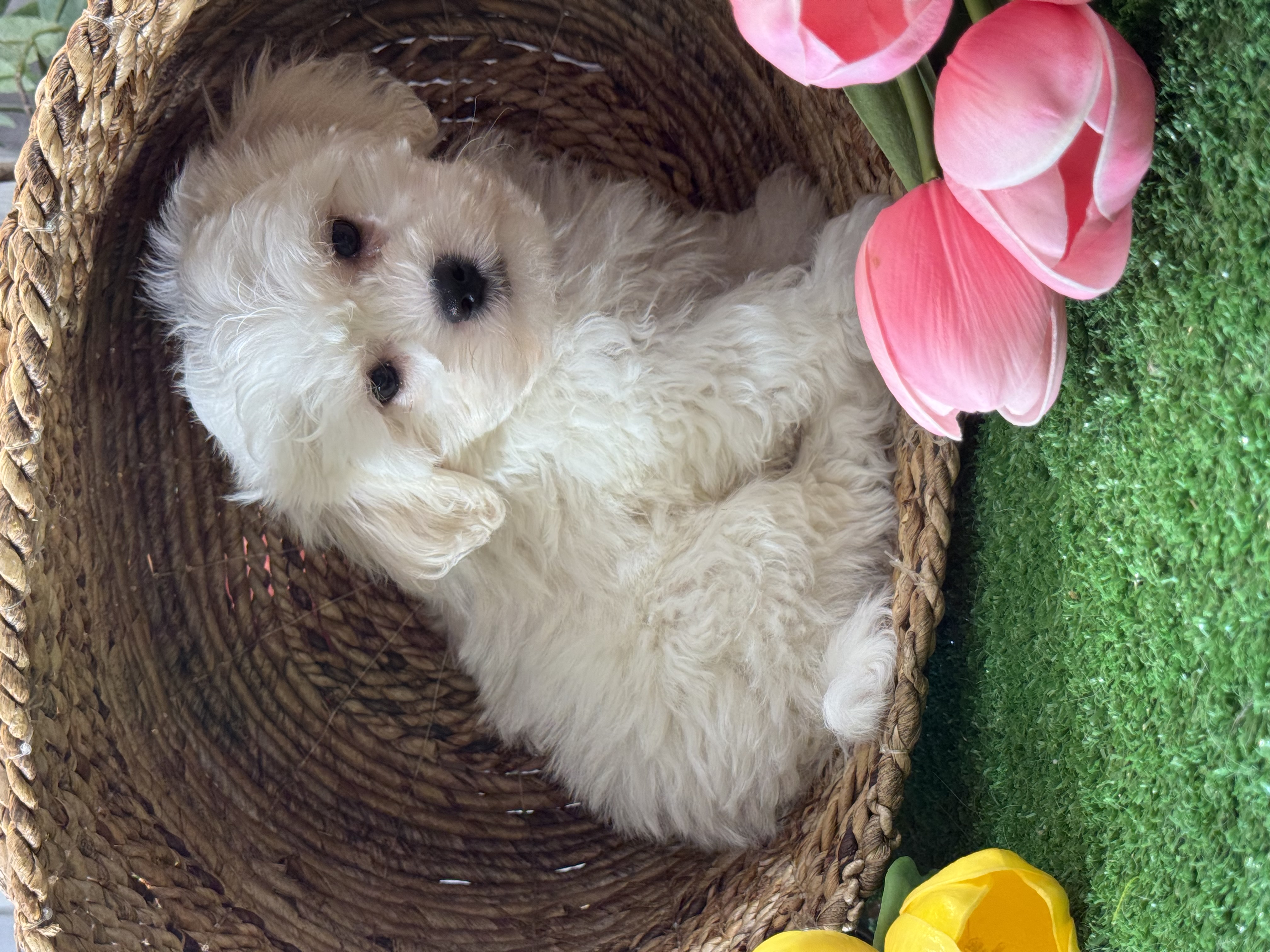 puppy, for, sale, Lhasa Apso/Bichon , Curtis  Martin, dog, breeder, Seneca Falls, NY, dog-breeder, puppy-for-sale, forsale, nearby, find, puppyfind, locator, puppylocator, aca