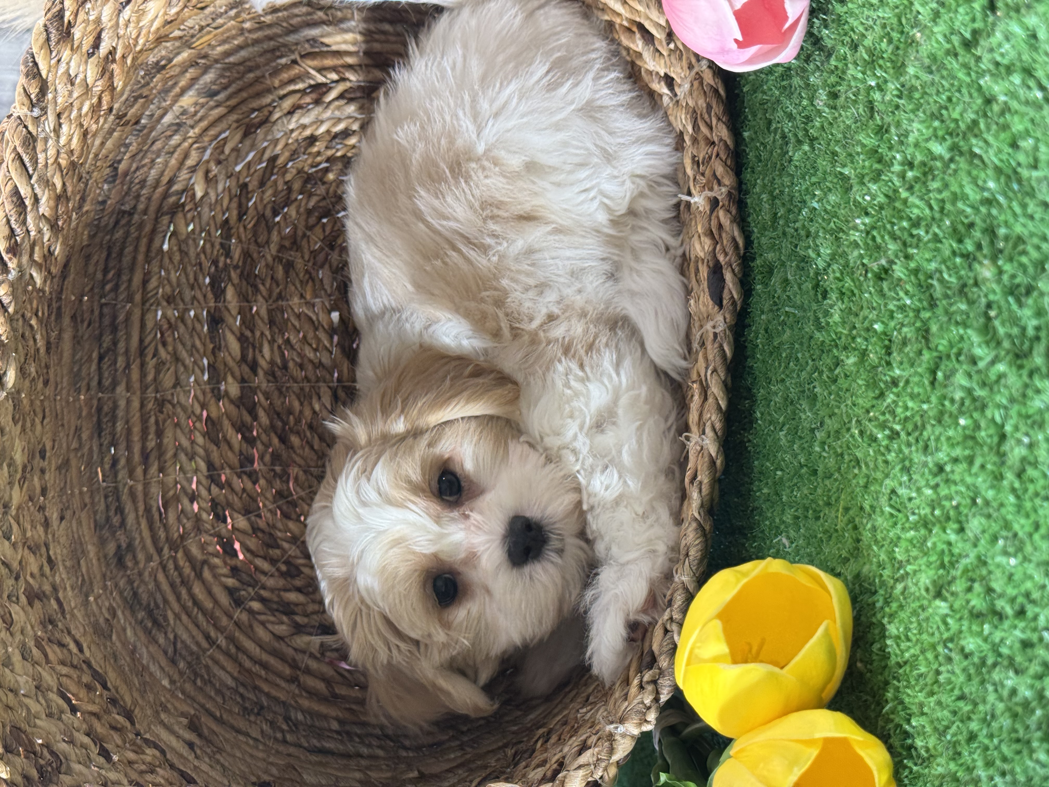 puppy, for, sale, Lhasa Apso/Bichon , Curtis  Martin, dog, breeder, Seneca Falls, NY, dog-breeder, puppy-for-sale, forsale, nearby, find, puppyfind, locator, puppylocator, aca