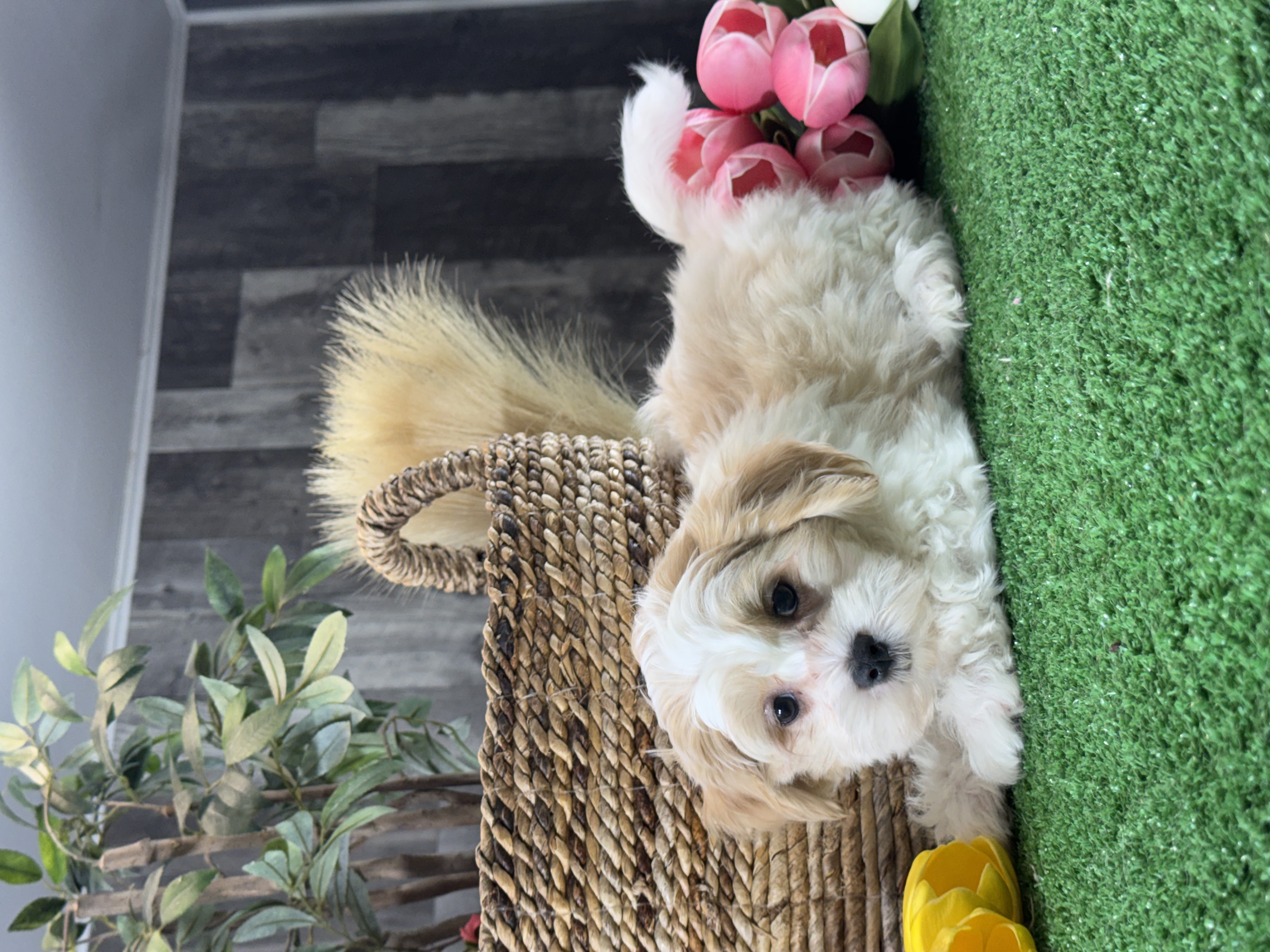 puppy, for, sale, Lhasa Apso/Bichon , Curtis  Martin, dog, breeder, Seneca Falls, NY, dog-breeder, puppy-for-sale, forsale, nearby, find, puppyfind, locator, puppylocator, aca