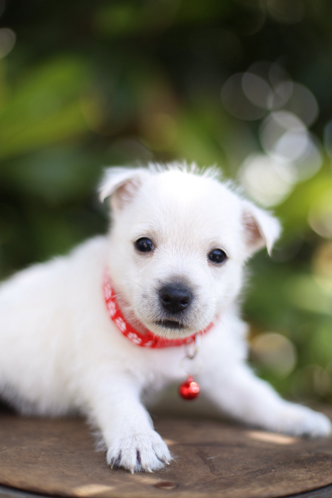 puppy, for, sale, West Highland White Terrier, Kerek & Marisa  Martin, dog, breeder, Mount Joy, PA, dog-breeder, puppy-for-sale, forsale, nearby, find, puppyfind, locator, puppylocator, aca
