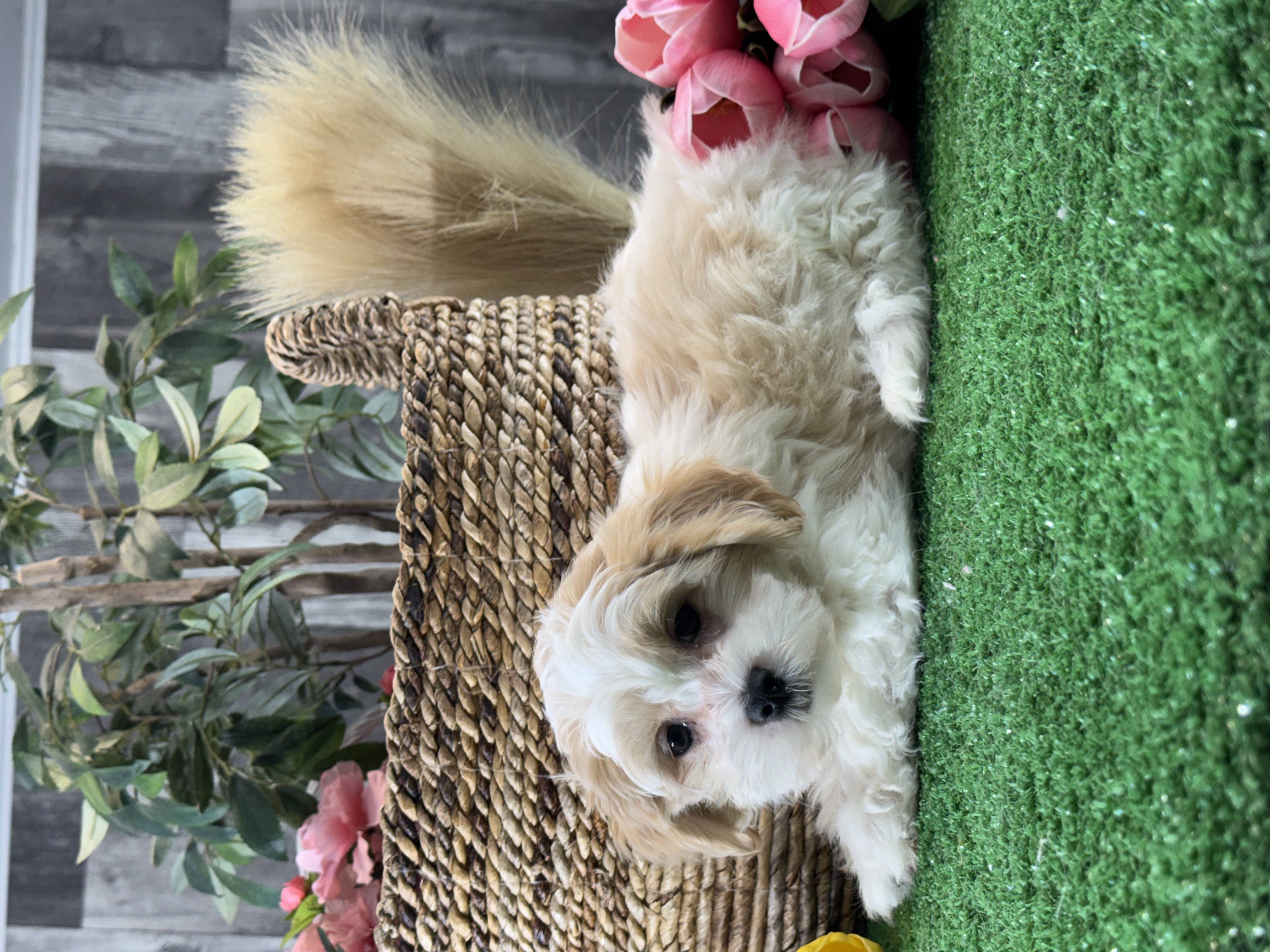 puppy, for, sale, Lhasa Apso/Bichon , Curtis  Martin, dog, breeder, Seneca Falls, NY, dog-breeder, puppy-for-sale, forsale, nearby, find, puppyfind, locator, puppylocator, aca