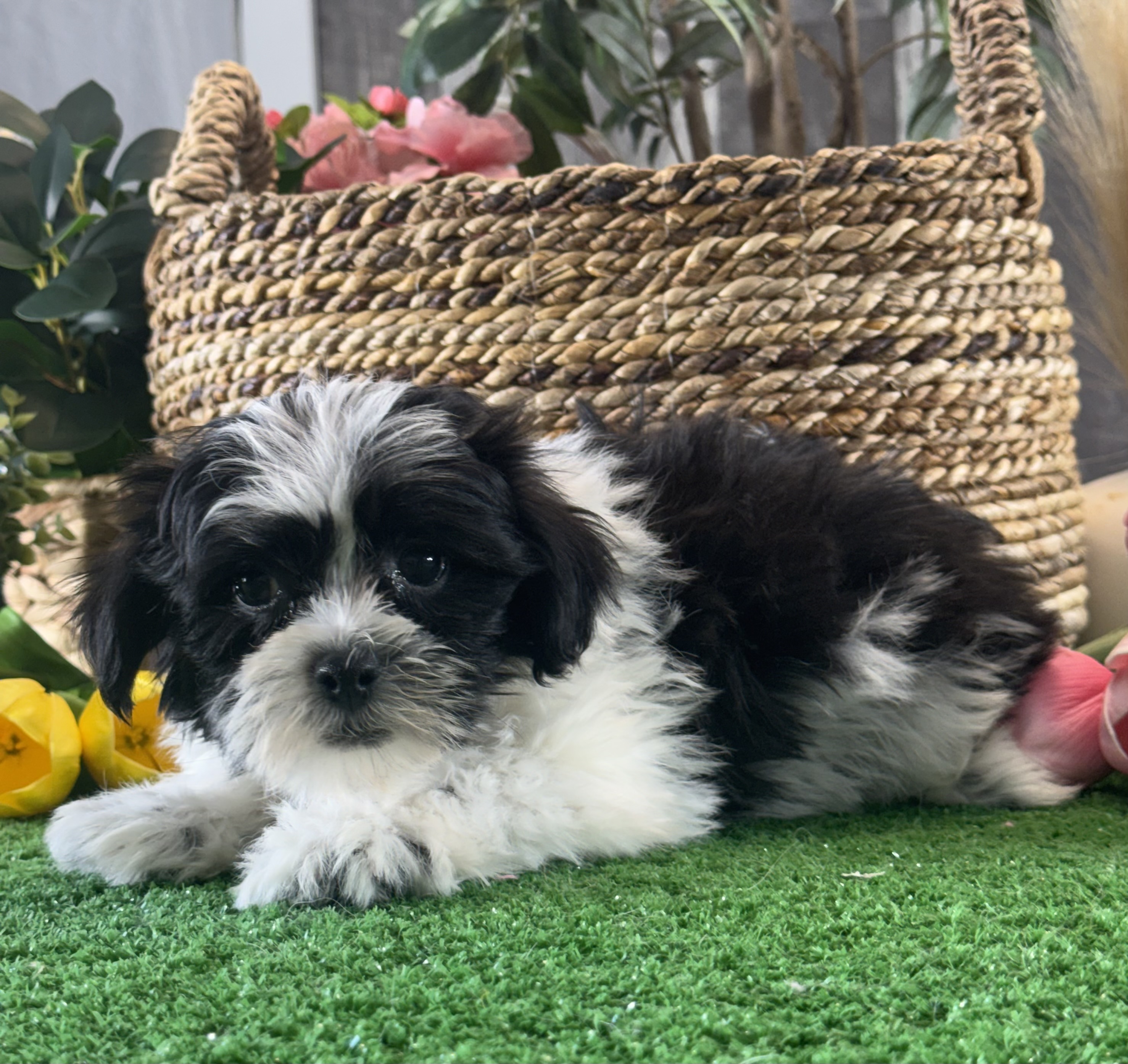 puppy, for, sale, Lhasa Apso/Bichon , Curtis  Martin, dog, breeder, Seneca Falls, NY, dog-breeder, puppy-for-sale, forsale, nearby, find, puppyfind, locator, puppylocator, aca