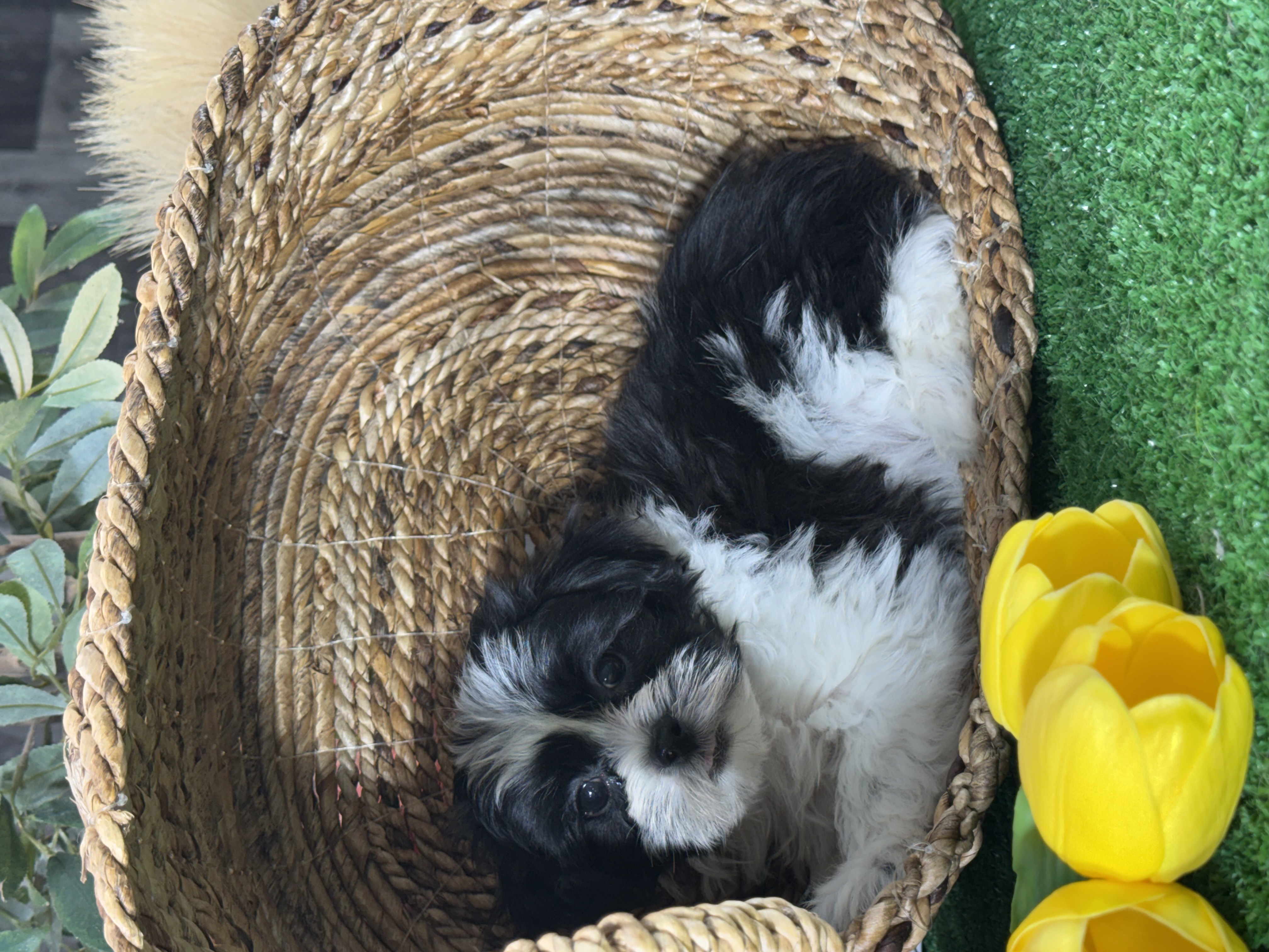 puppy, for, sale, Lhasa Apso/Bichon , Curtis  Martin, dog, breeder, Seneca Falls, NY, dog-breeder, puppy-for-sale, forsale, nearby, find, puppyfind, locator, puppylocator, aca