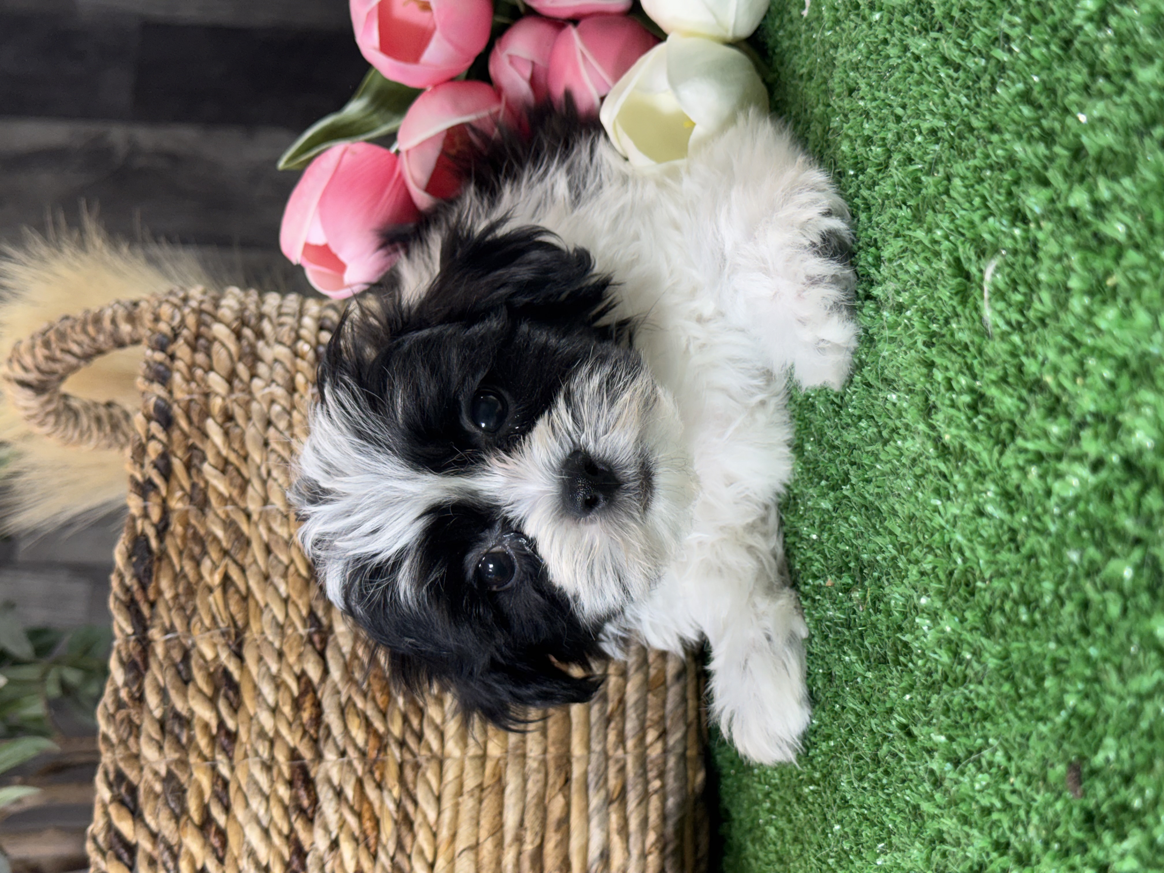 puppy, for, sale, Lhasa Apso/Bichon , Curtis  Martin, dog, breeder, Seneca Falls, NY, dog-breeder, puppy-for-sale, forsale, nearby, find, puppyfind, locator, puppylocator, aca