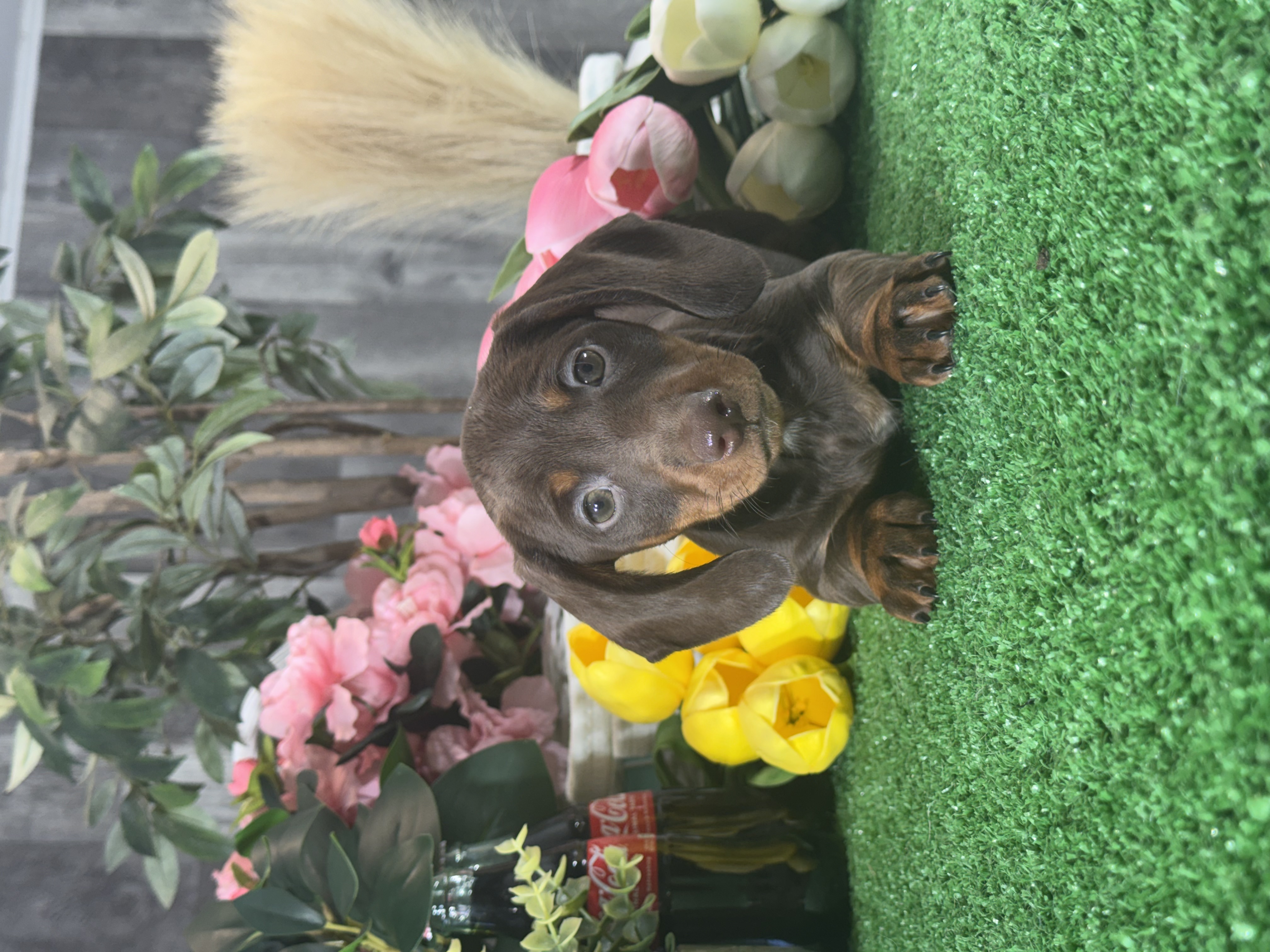 puppy, for, sale, Dachshund, Curtis  Martin, dog, breeder, Seneca Falls, NY, dog-breeder, puppy-for-sale, forsale, nearby, find, puppyfind, locator, puppylocator, aca