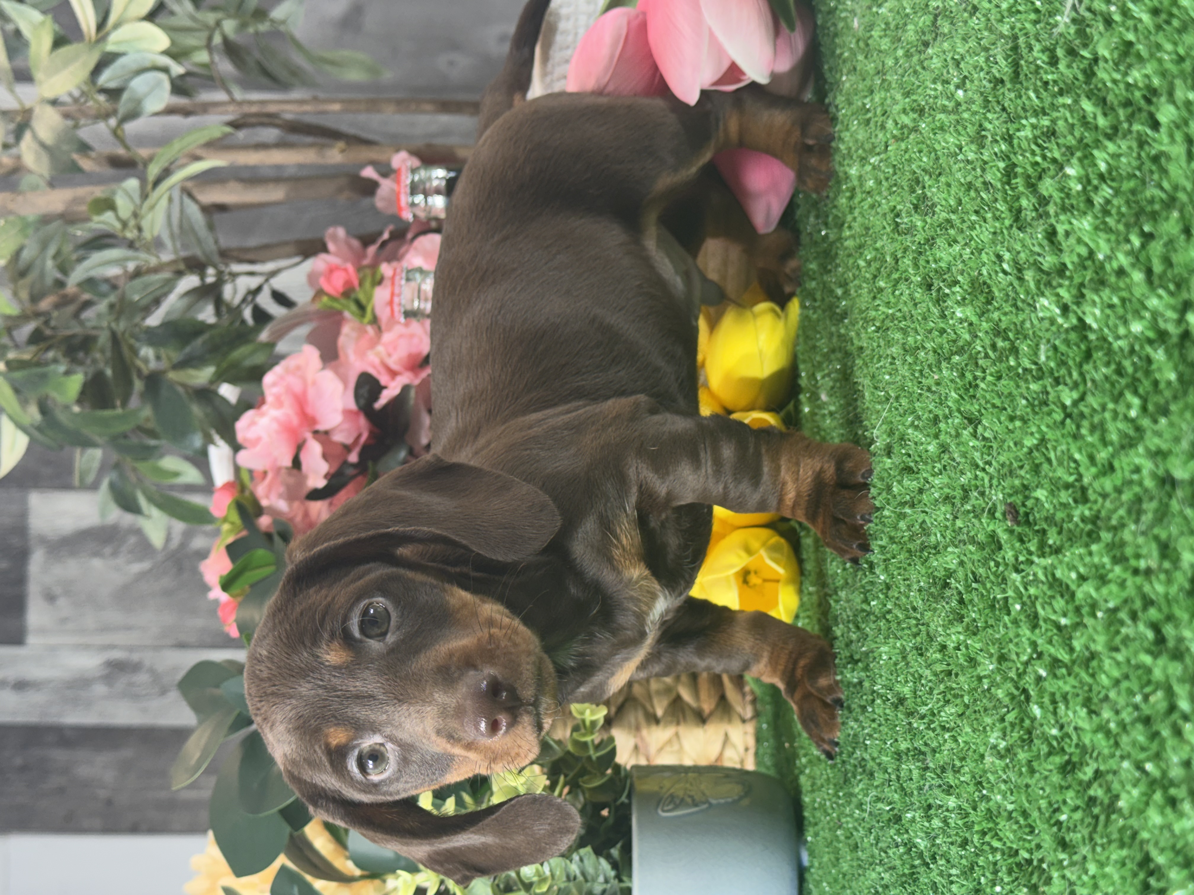 puppy, for, sale, Dachshund, Curtis  Martin, dog, breeder, Seneca Falls, NY, dog-breeder, puppy-for-sale, forsale, nearby, find, puppyfind, locator, puppylocator, aca