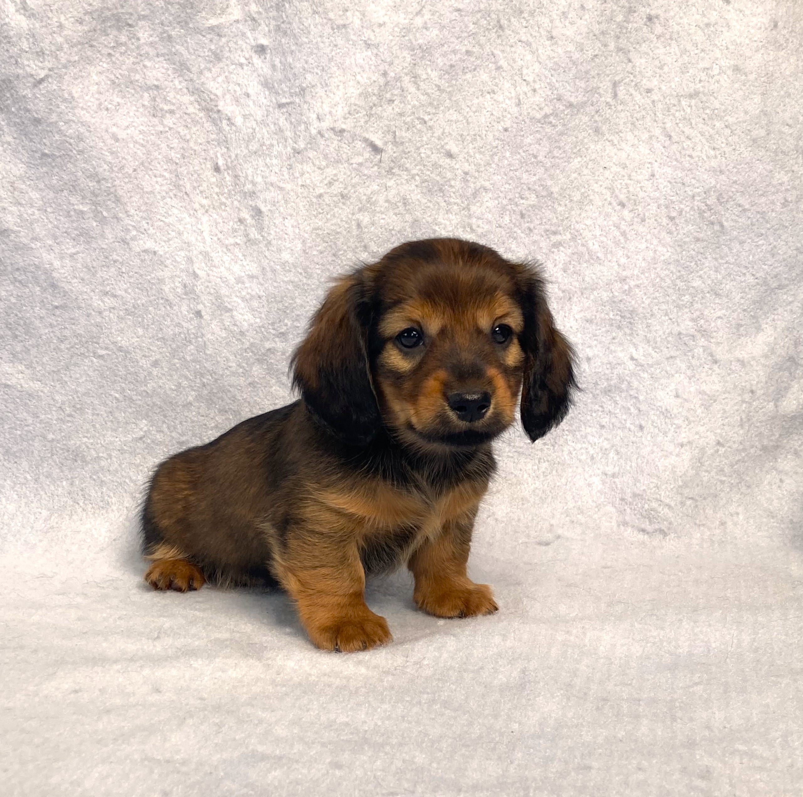 puppy, for, sale, Dachshund,   Little Stream Estates LLC, dog, breeder, Lititz, PA, dog-breeder, puppy-for-sale, forsale, nearby, find, puppyfind, locator, puppylocator, aca
