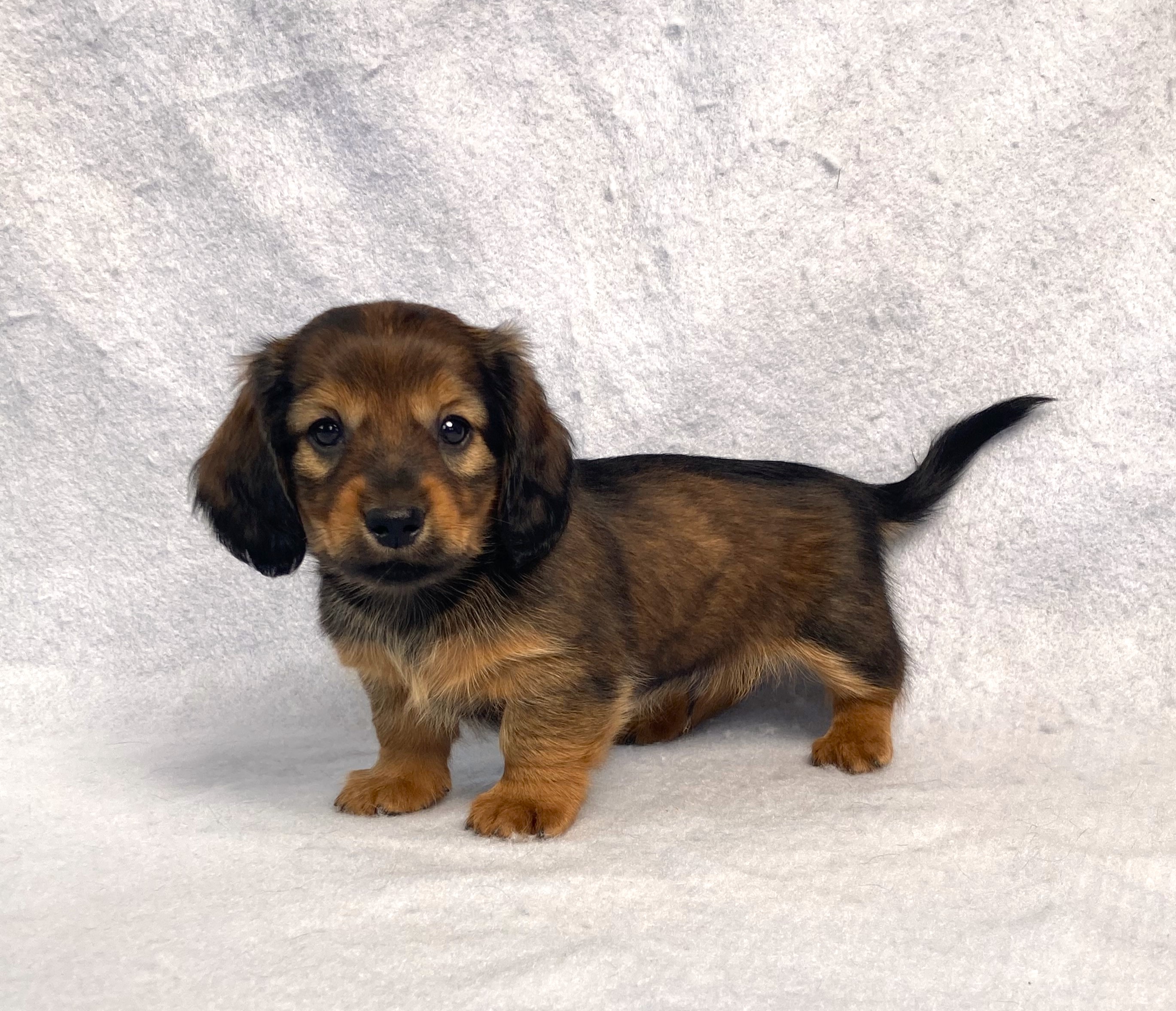 puppy, for, sale, Dachshund,   Little Stream Estates LLC, dog, breeder, Lititz, PA, dog-breeder, puppy-for-sale, forsale, nearby, find, puppyfind, locator, puppylocator, aca