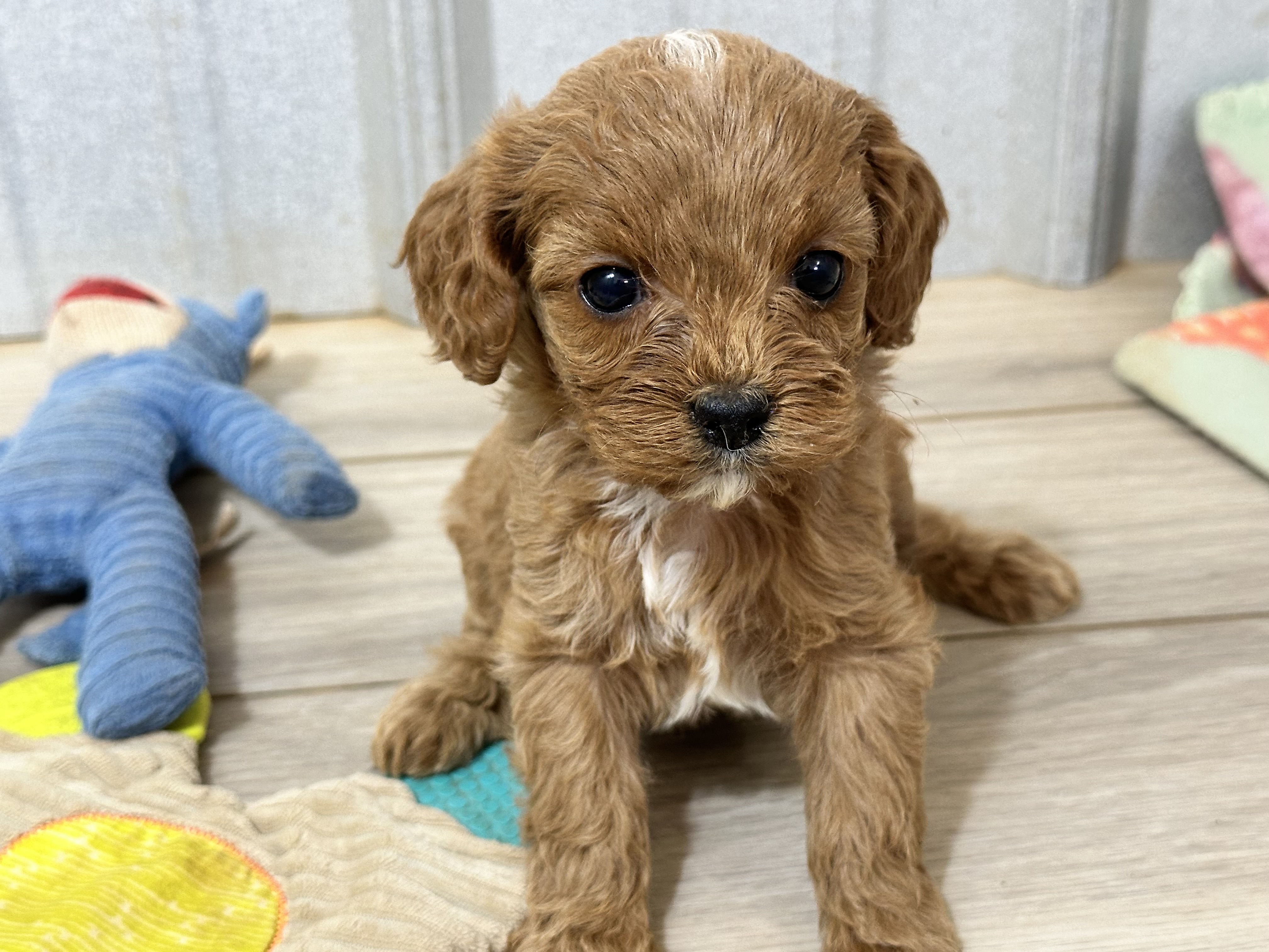 puppy, for, sale, Poodle/Cavalier King, Kimberly  Dildine, dog, breeder, Willow Springs, MO, dog-breeder, puppy-for-sale, forsale, nearby, find, puppyfind, locator, puppylocator, aca