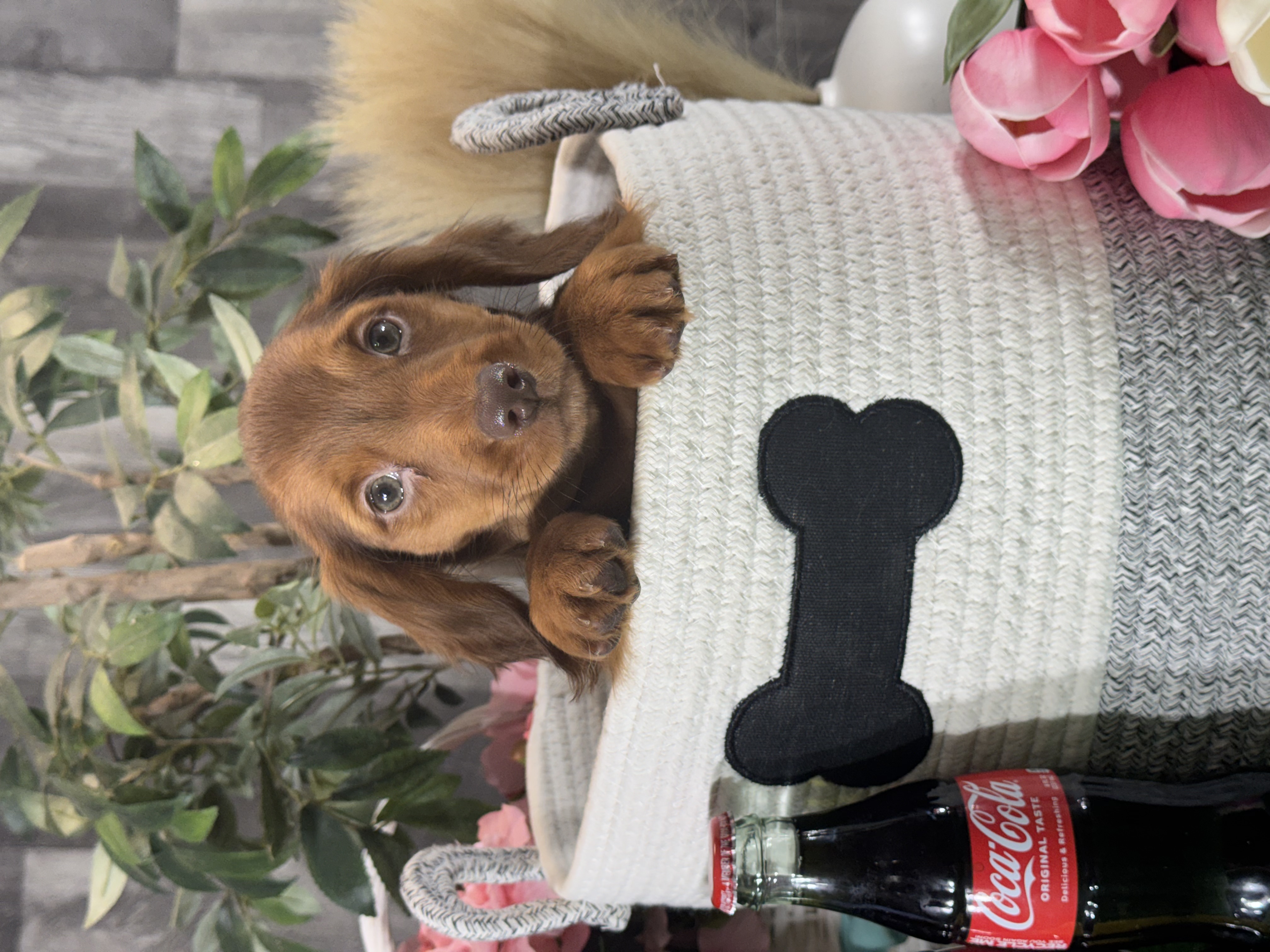 puppy, for, sale, Dachshund, Curtis  Martin, dog, breeder, Seneca Falls, NY, dog-breeder, puppy-for-sale, forsale, nearby, find, puppyfind, locator, puppylocator, aca