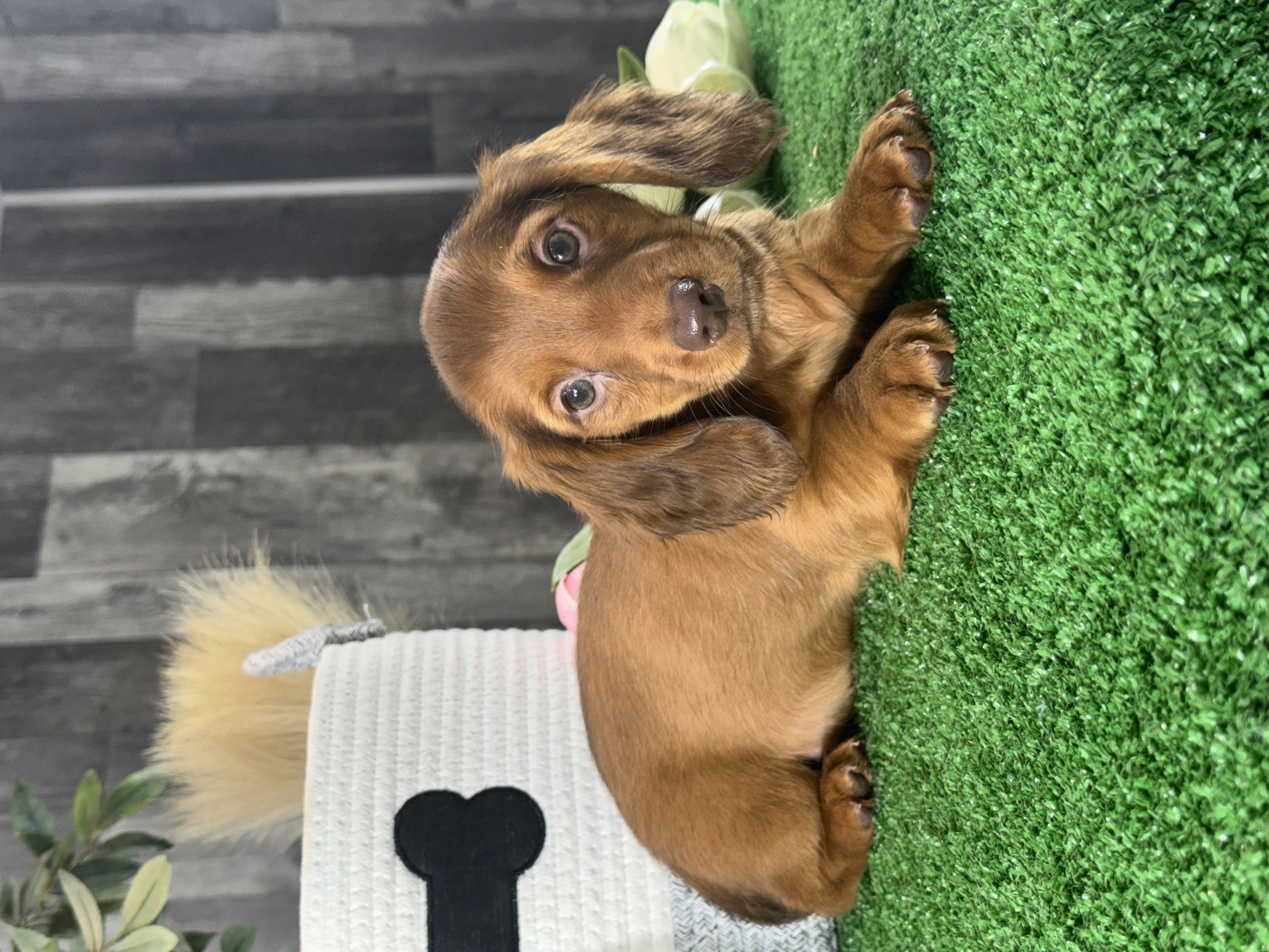 puppy, for, sale, Dachshund, Curtis  Martin, dog, breeder, Seneca Falls, NY, dog-breeder, puppy-for-sale, forsale, nearby, find, puppyfind, locator, puppylocator, aca
