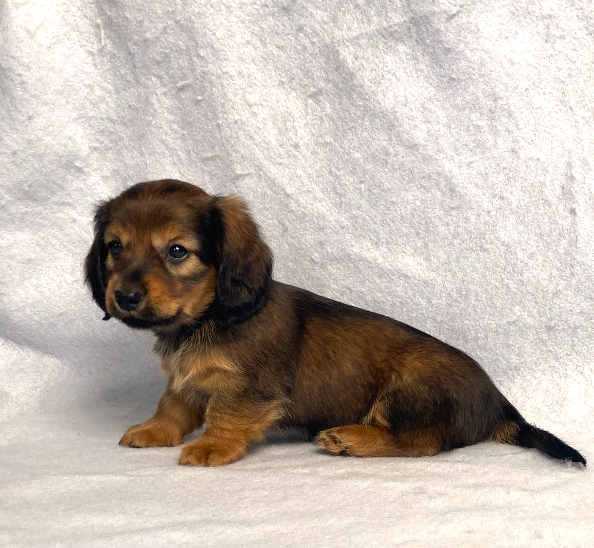 puppy, for, sale, Dachshund,   Little Stream Estates LLC, dog, breeder, Lititz, PA, dog-breeder, puppy-for-sale, forsale, nearby, find, puppyfind, locator, puppylocator, aca