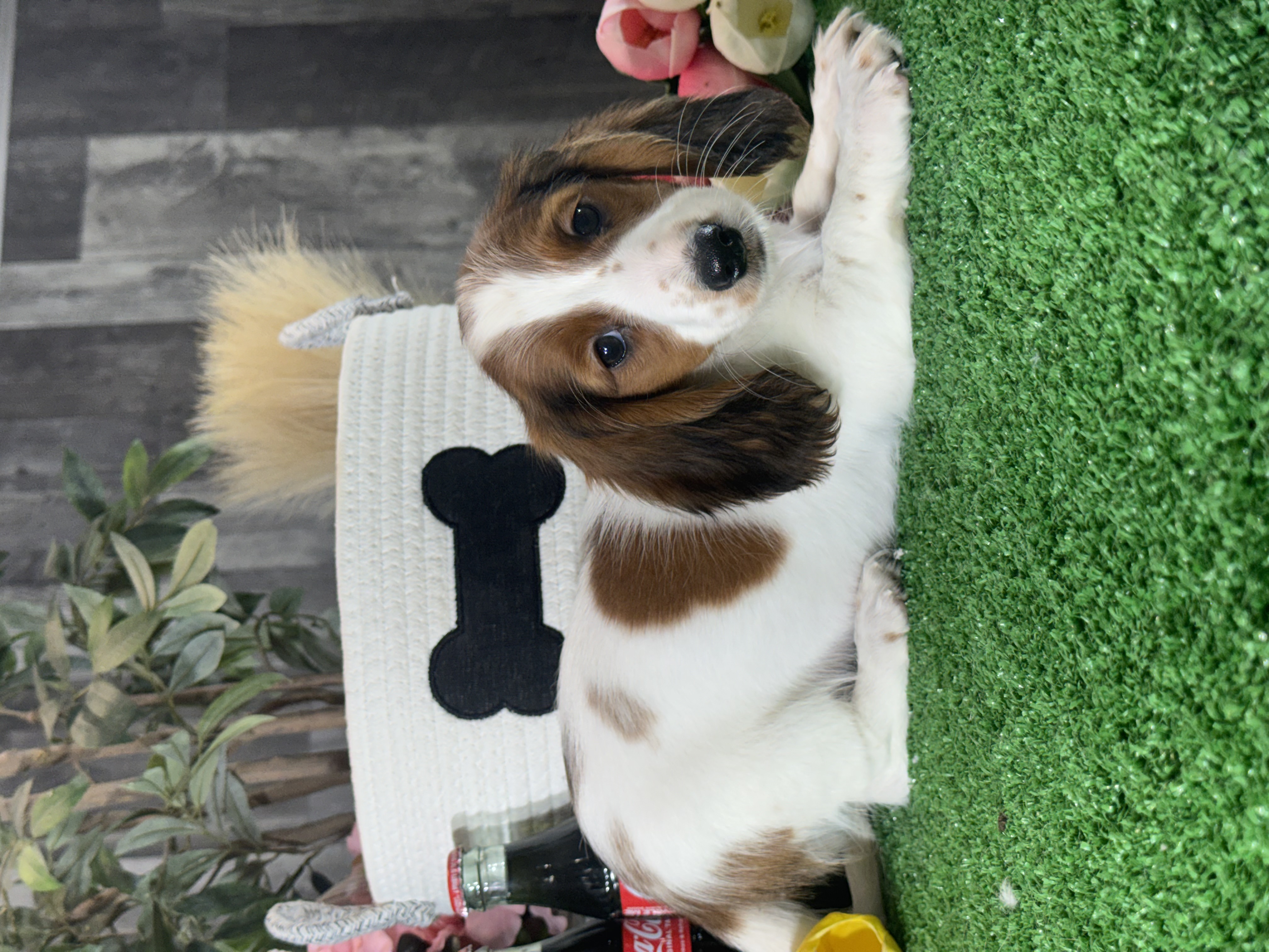 puppy, for, sale, Dachshund, Curtis  Martin, dog, breeder, Seneca Falls, NY, dog-breeder, puppy-for-sale, forsale, nearby, find, puppyfind, locator, puppylocator, aca