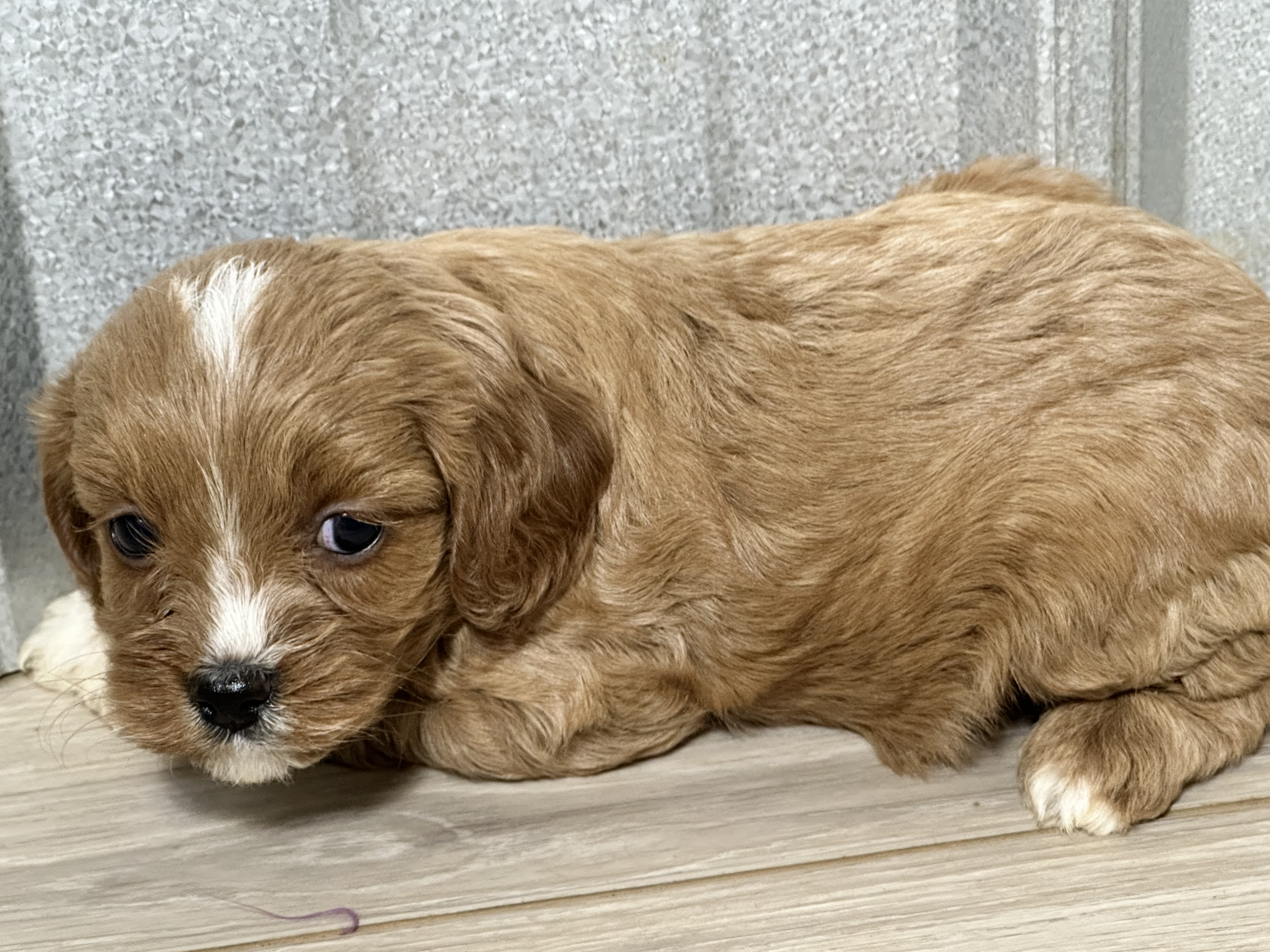 puppy, for, sale, Poodle/Cavalier King, Kimberly  Dildine, dog, breeder, Willow Springs, MO, dog-breeder, puppy-for-sale, forsale, nearby, find, puppyfind, locator, puppylocator, aca