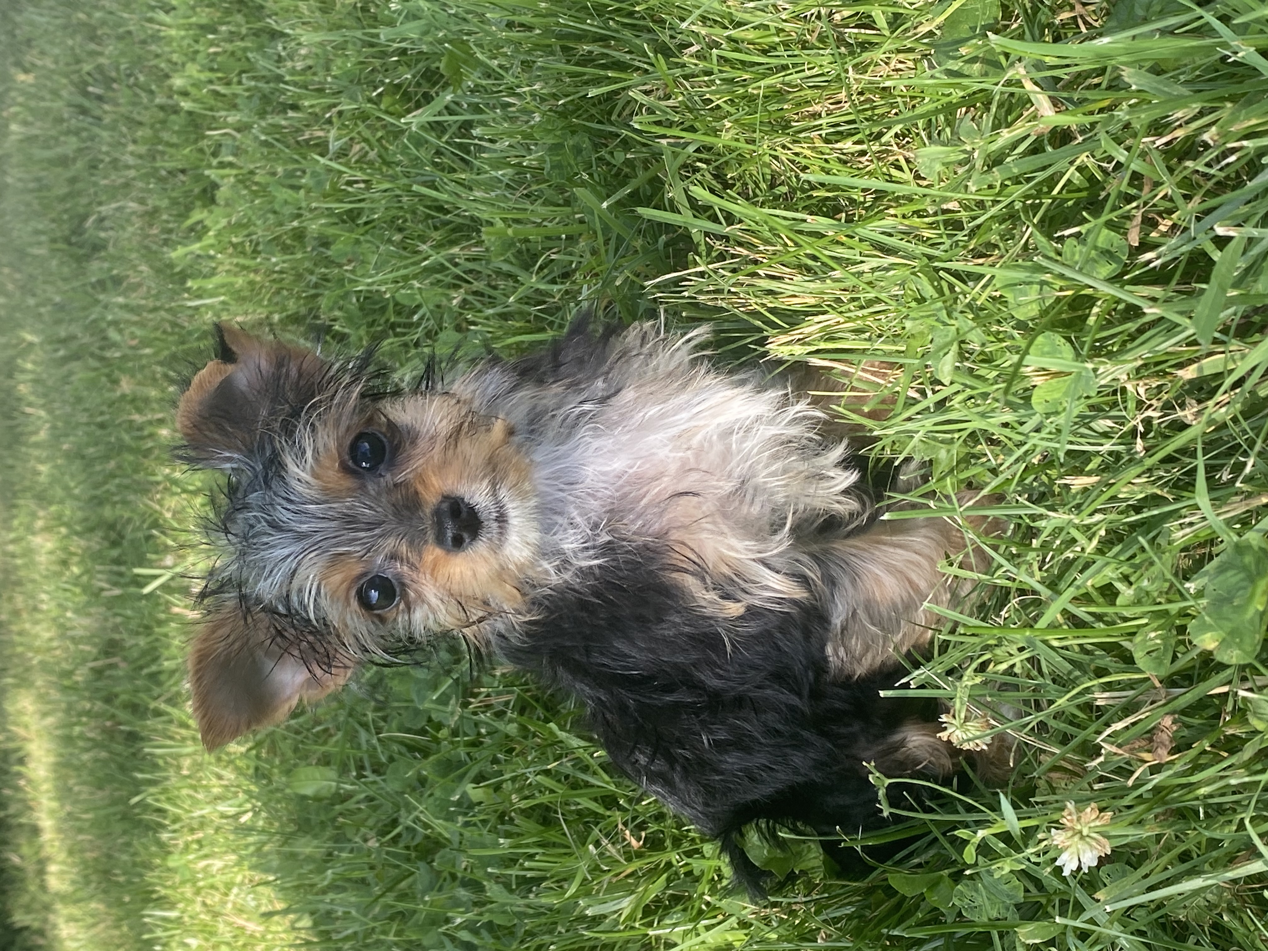 puppy, for, sale, Poodle/Cavalier King, Kimberly  Dildine, dog, breeder, Willow Springs, MO, dog-breeder, puppy-for-sale, forsale, nearby, find, puppyfind, locator, puppylocator, aca