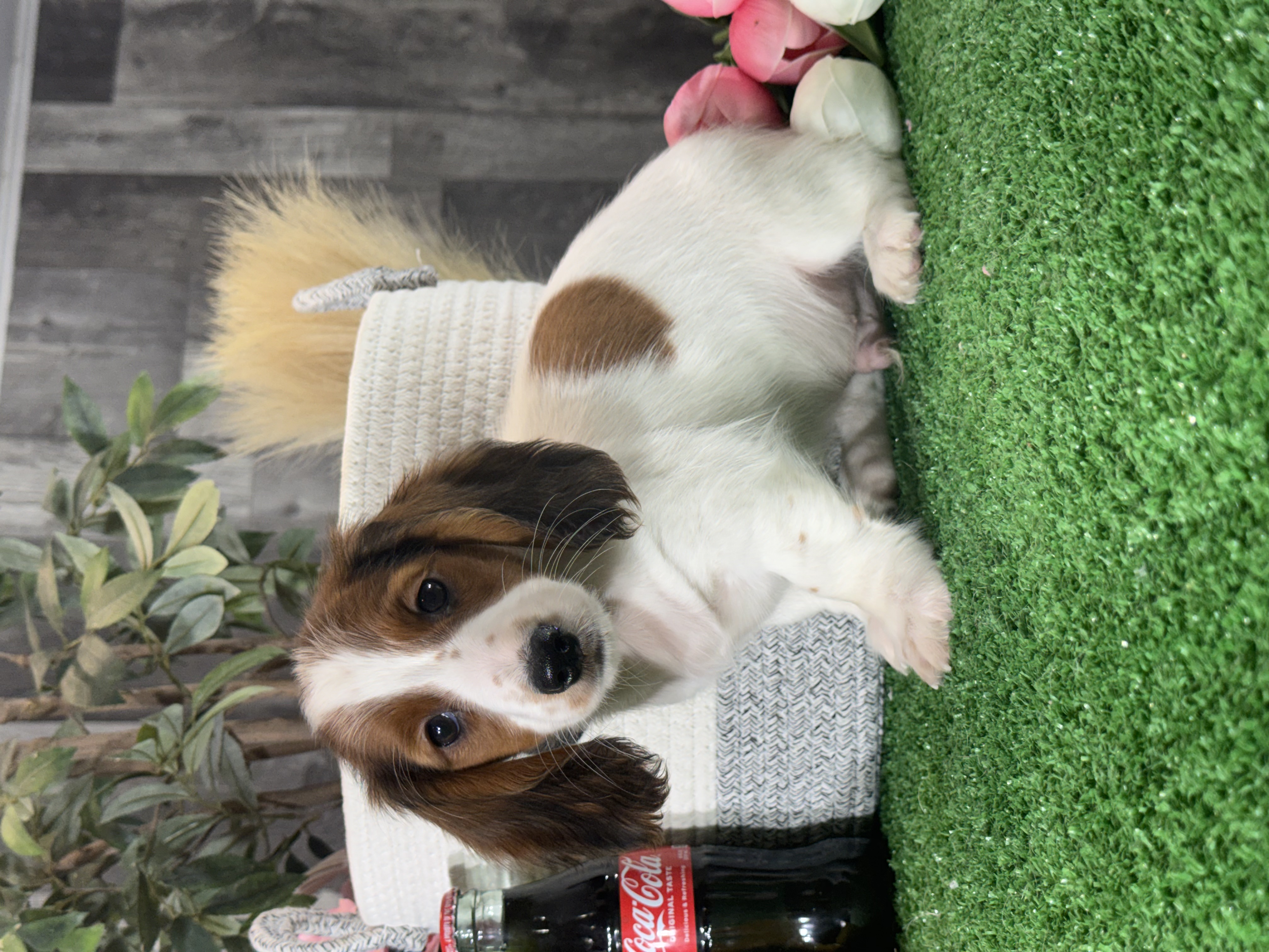 puppy, for, sale, Dachshund, Curtis  Martin, dog, breeder, Seneca Falls, NY, dog-breeder, puppy-for-sale, forsale, nearby, find, puppyfind, locator, puppylocator, aca