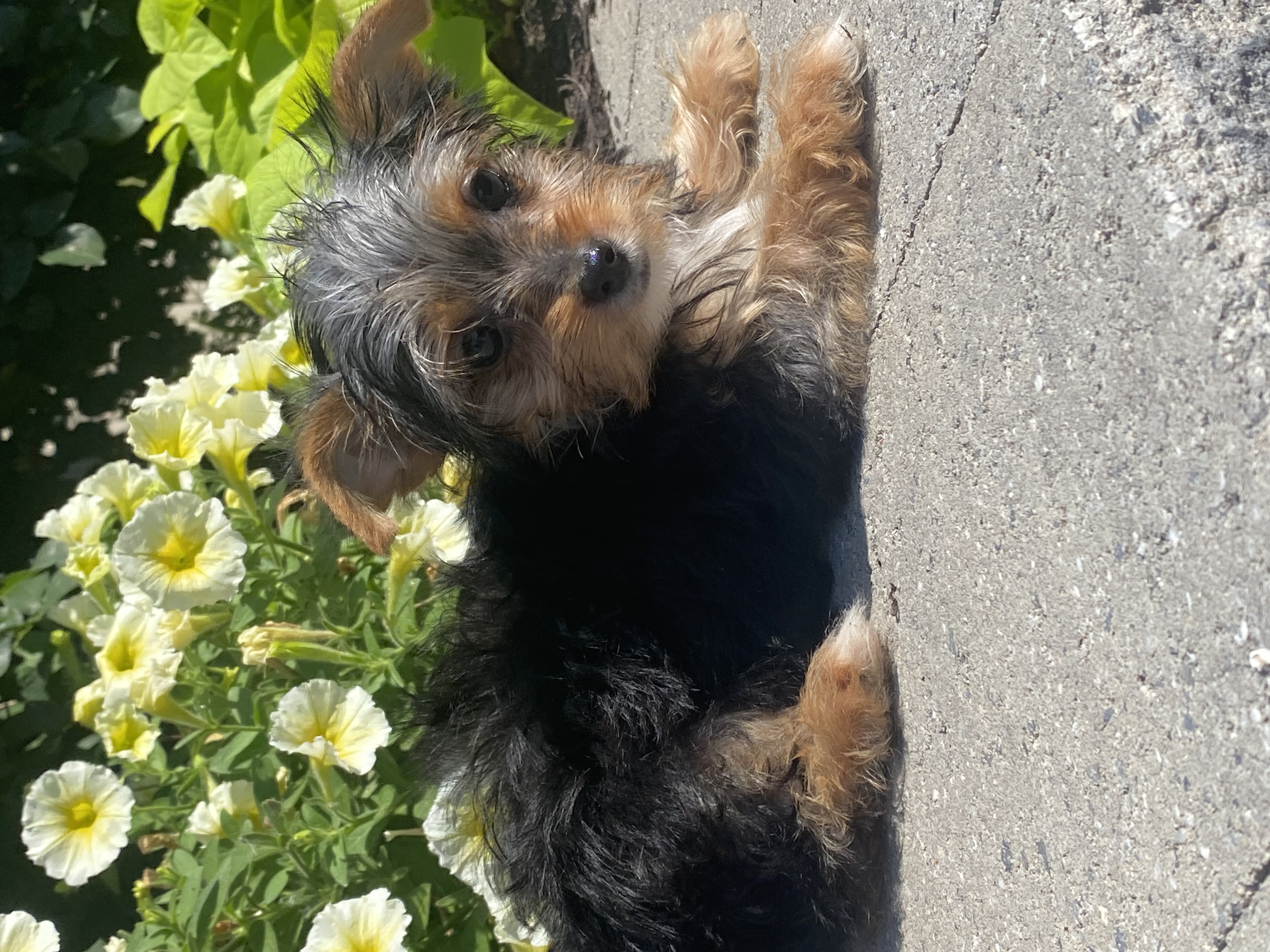 puppy, for, sale, Poodle/Cavalier King, Kimberly  Dildine, dog, breeder, Willow Springs, MO, dog-breeder, puppy-for-sale, forsale, nearby, find, puppyfind, locator, puppylocator, aca