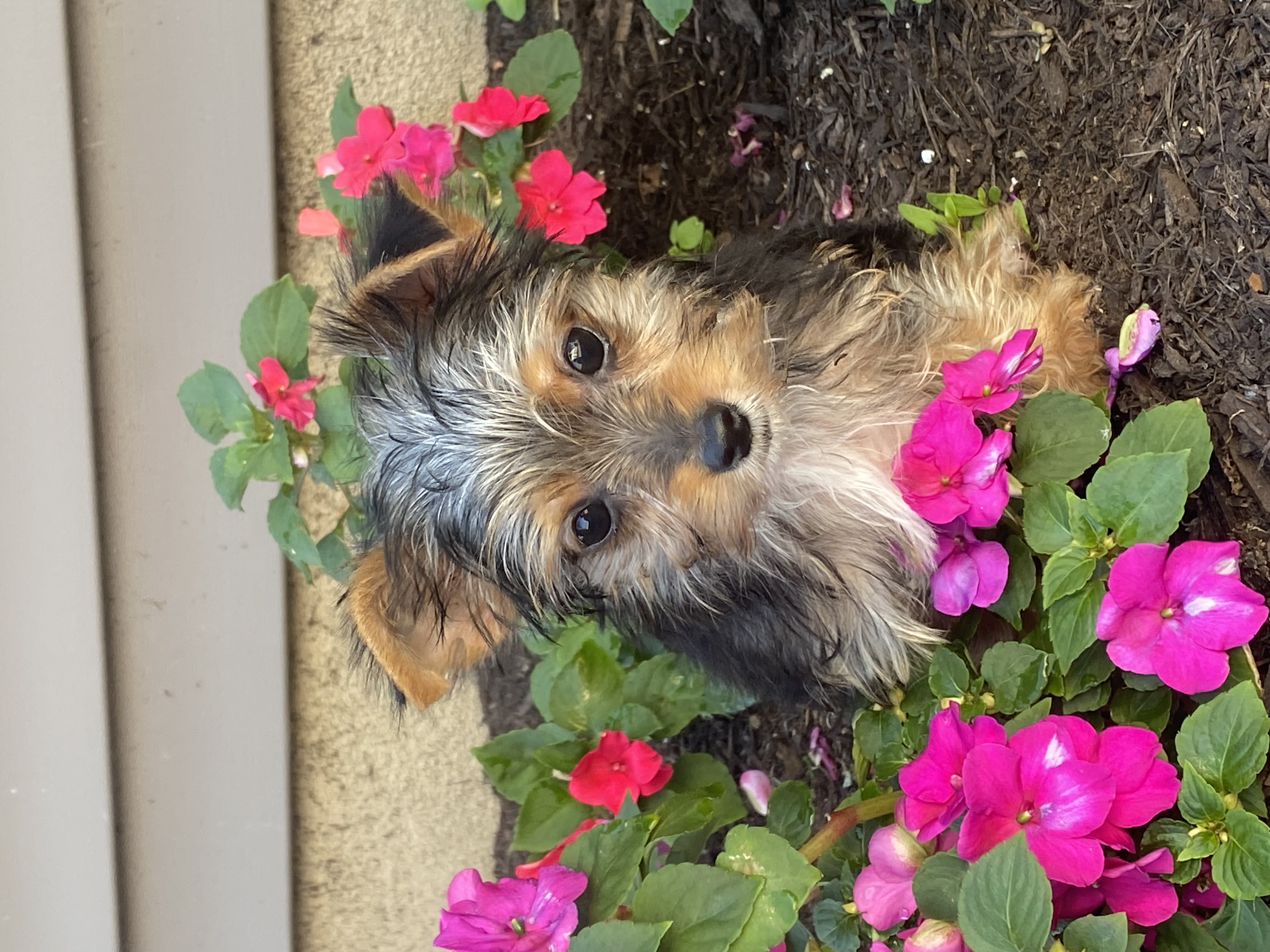 puppy, for, sale, Yorkshire Terrier, Curtis  Martin, dog, breeder, Seneca Falls, NY, dog-breeder, puppy-for-sale, forsale, nearby, find, puppyfind, locator, puppylocator, aca