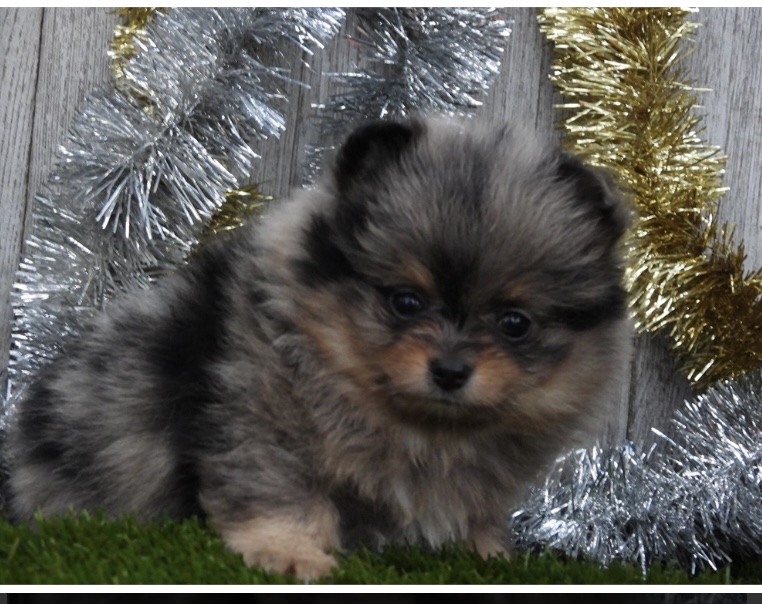 puppy, for, sale, Pomeranian, Nationwide Puppies  , dog, breeder, New York, NY, dog-breeder, puppy-for-sale, forsale, nearby, find, puppyfind, locator, puppylocator, aca