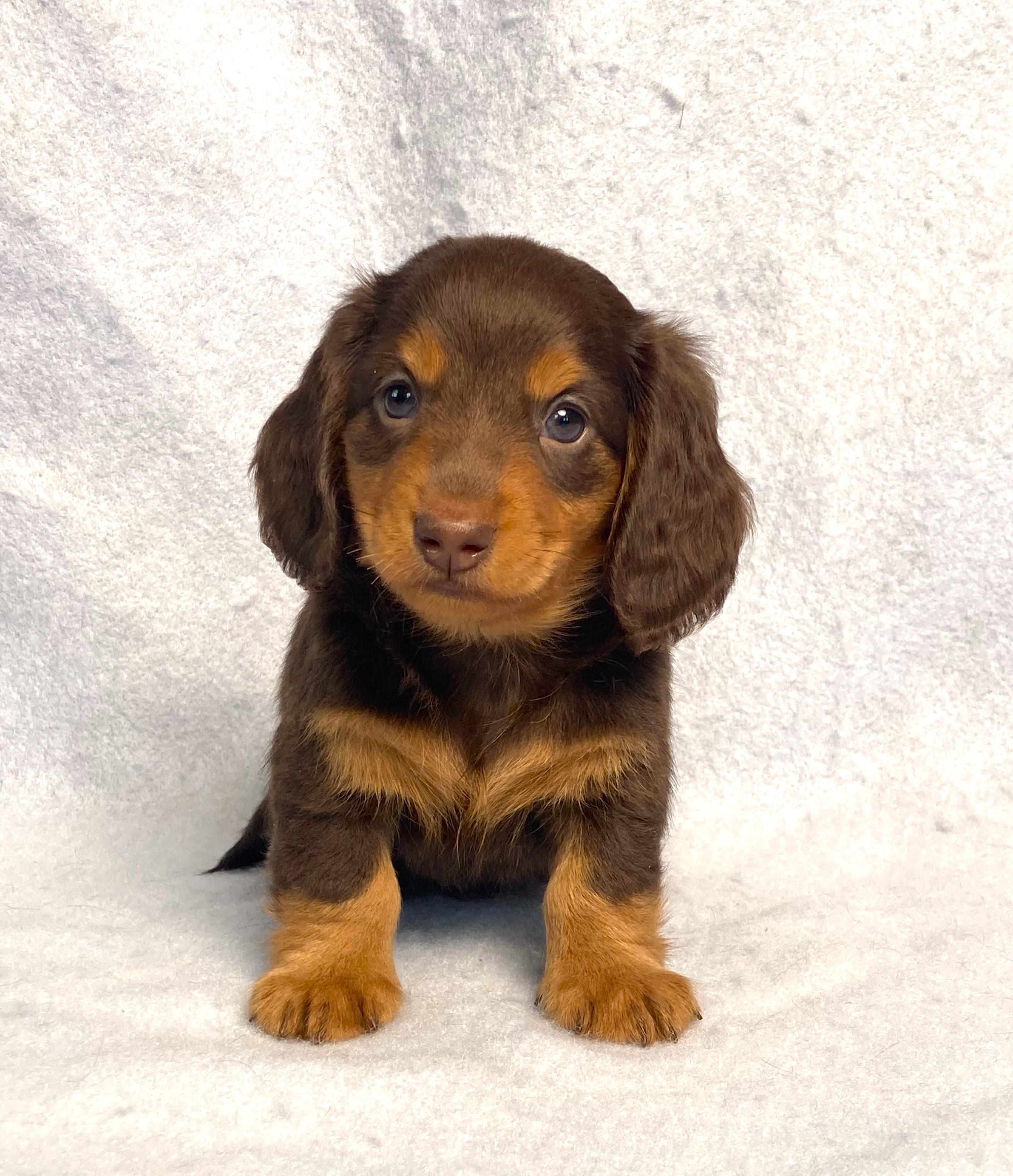 puppy, for, sale, Dachshund,   Little Stream Estates LLC, dog, breeder, Lititz, PA, dog-breeder, puppy-for-sale, forsale, nearby, find, puppyfind, locator, puppylocator, aca