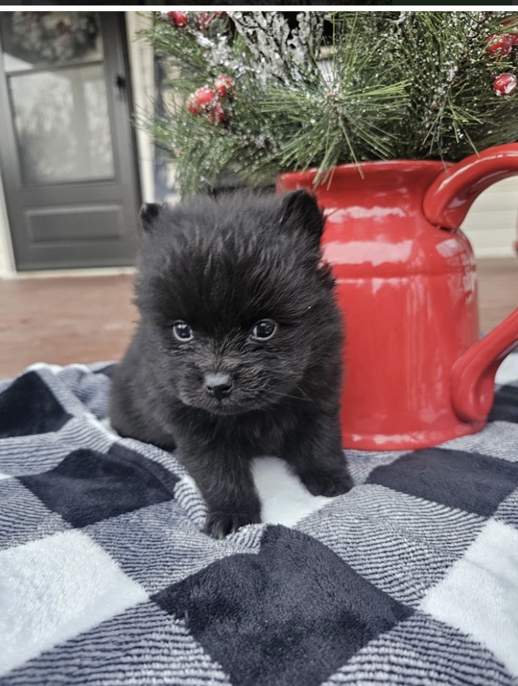 puppy, for, sale, Pomeranian, Nationwide Puppies  , dog, breeder, New York, NY, dog-breeder, puppy-for-sale, forsale, nearby, find, puppyfind, locator, puppylocator, aca