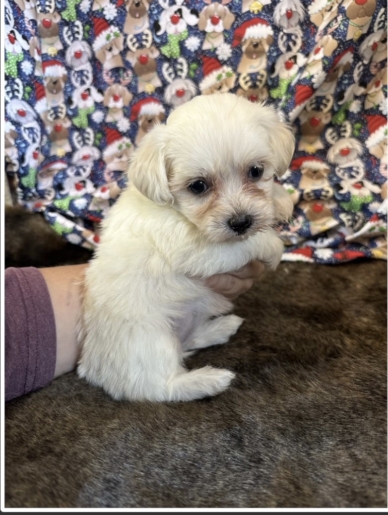 puppy, for, sale, Malti Poos, Nationwide Puppies  , dog, breeder, New York, NY, dog-breeder, puppy-for-sale, forsale, nearby, find, puppyfind, locator, puppylocator, aca