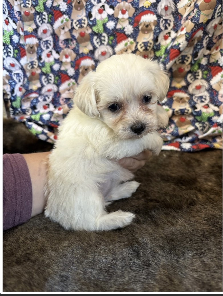 puppy, for, sale, Poodle/Cavalier King, Kimberly  Dildine, dog, breeder, Willow Springs, MO, dog-breeder, puppy-for-sale, forsale, nearby, find, puppyfind, locator, puppylocator, aca