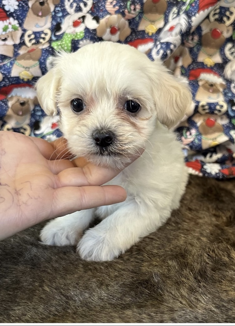 puppy, for, sale, Poodle/Cavalier King, Kimberly  Dildine, dog, breeder, Willow Springs, MO, dog-breeder, puppy-for-sale, forsale, nearby, find, puppyfind, locator, puppylocator, aca