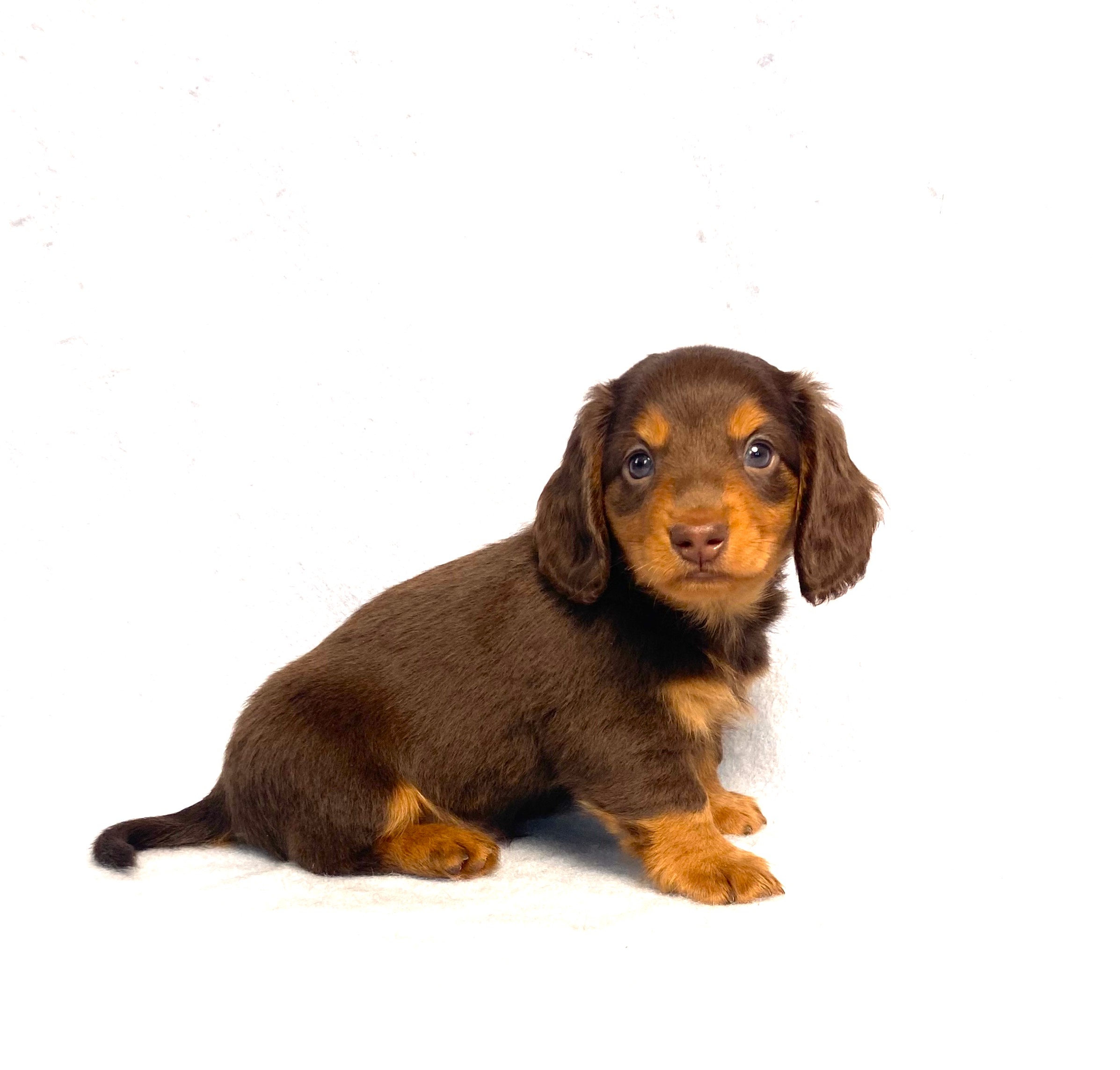 puppy, for, sale, Dachshund,   Little Stream Estates LLC, dog, breeder, Lititz, PA, dog-breeder, puppy-for-sale, forsale, nearby, find, puppyfind, locator, puppylocator, aca