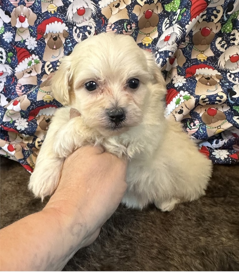 puppy, for, sale, Poodle/Cavalier King, Kimberly  Dildine, dog, breeder, Willow Springs, MO, dog-breeder, puppy-for-sale, forsale, nearby, find, puppyfind, locator, puppylocator, aca