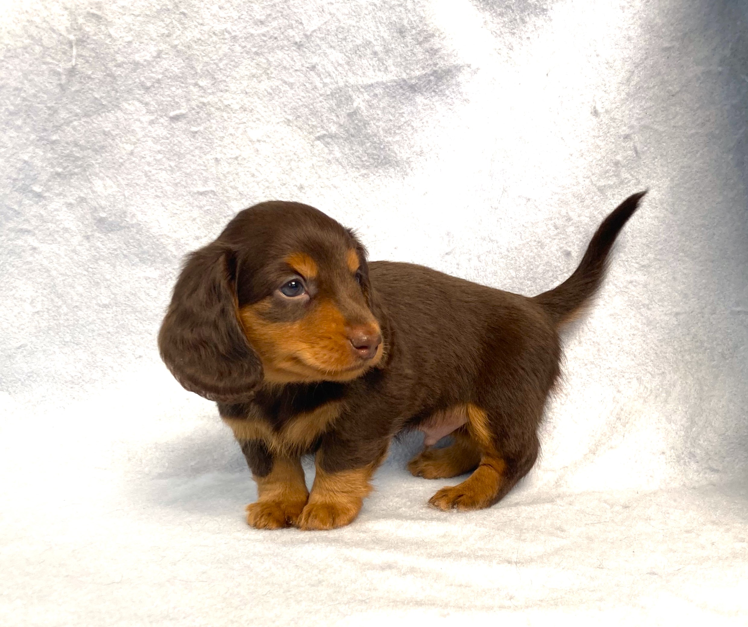 puppy, for, sale, Dachshund,   Little Stream Estates LLC, dog, breeder, Lititz, PA, dog-breeder, puppy-for-sale, forsale, nearby, find, puppyfind, locator, puppylocator, aca