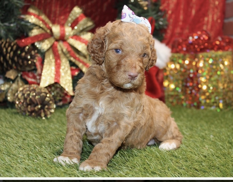 puppy, for, sale, Standard Poodle, Nationwide Puppies  , dog, breeder, New York, NY, dog-breeder, puppy-for-sale, forsale, nearby, find, puppyfind, locator, puppylocator, aca