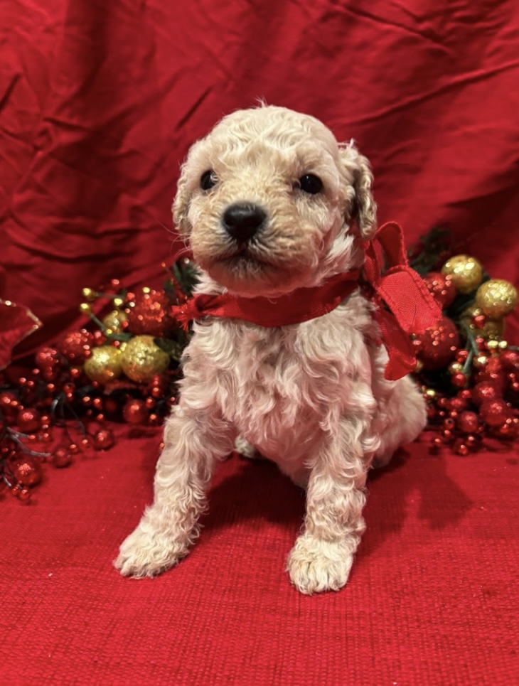puppy, for, sale, Mini Poodle, Nationwide Puppies  , dog, breeder, New York, NY, dog-breeder, puppy-for-sale, forsale, nearby, find, puppyfind, locator, puppylocator, aca