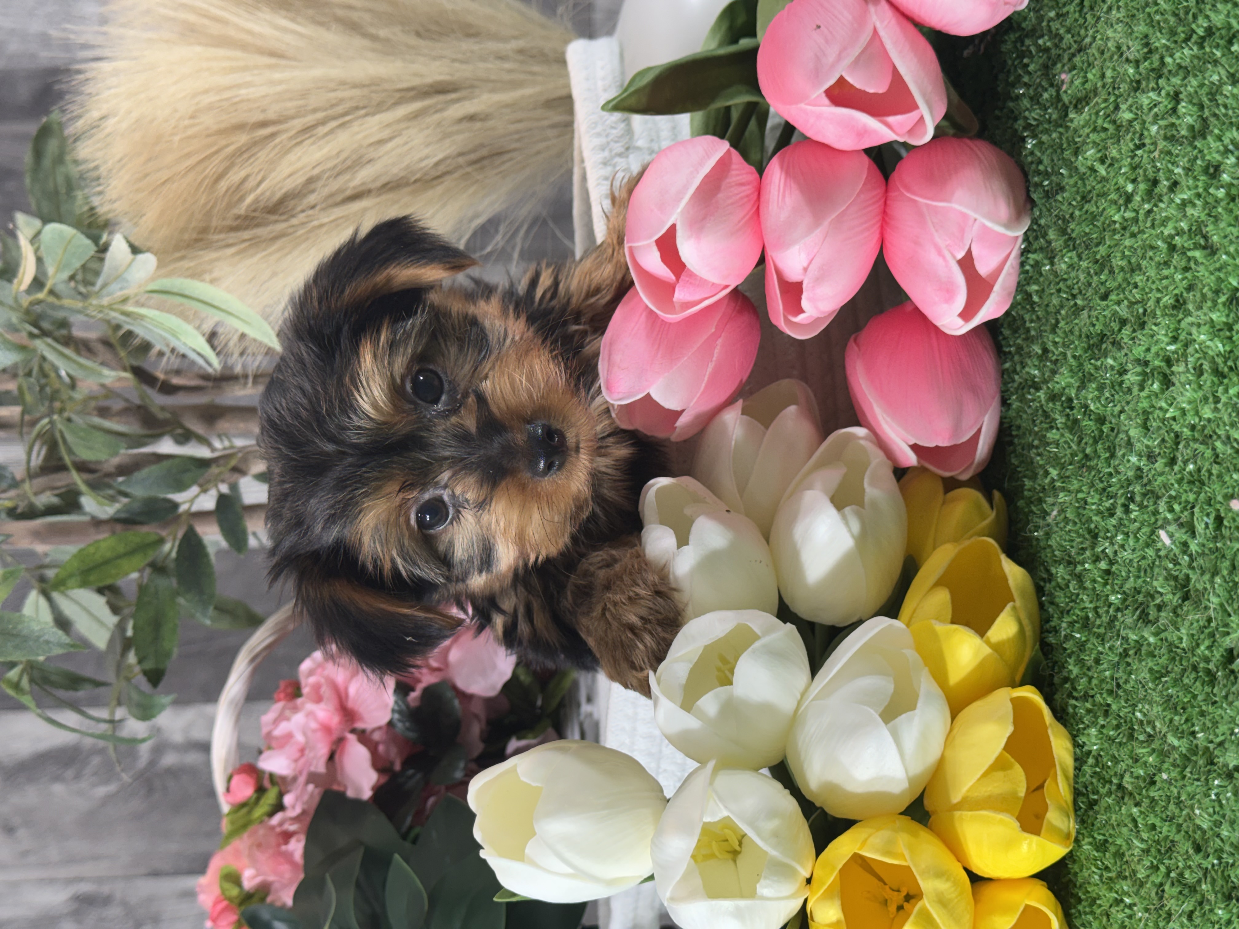 puppy, for, sale, Yorkshire Terrier, Curtis  Martin, dog, breeder, Seneca Falls, NY, dog-breeder, puppy-for-sale, forsale, nearby, find, puppyfind, locator, puppylocator, aca