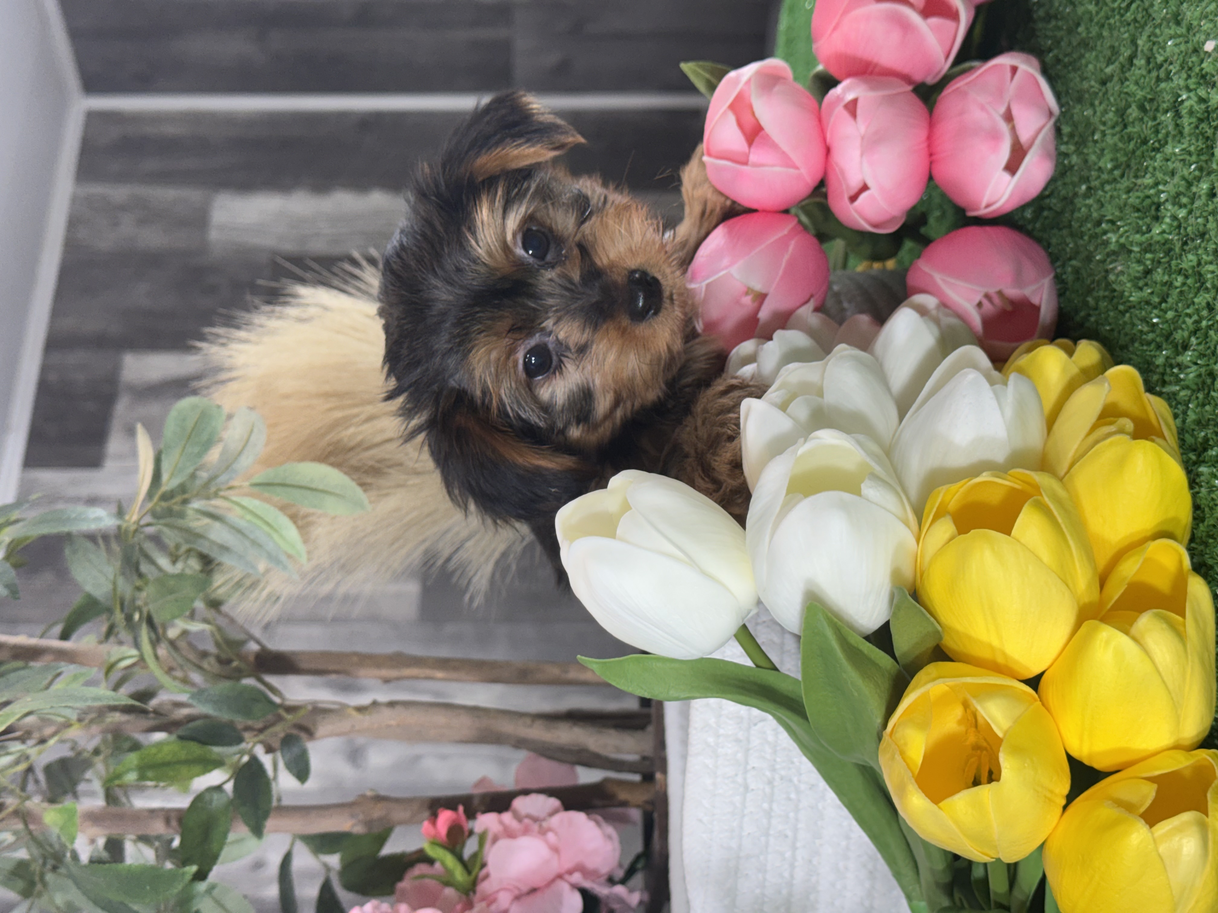 puppy, for, sale, Yorkshire Terrier, Curtis  Martin, dog, breeder, Seneca Falls, NY, dog-breeder, puppy-for-sale, forsale, nearby, find, puppyfind, locator, puppylocator, aca