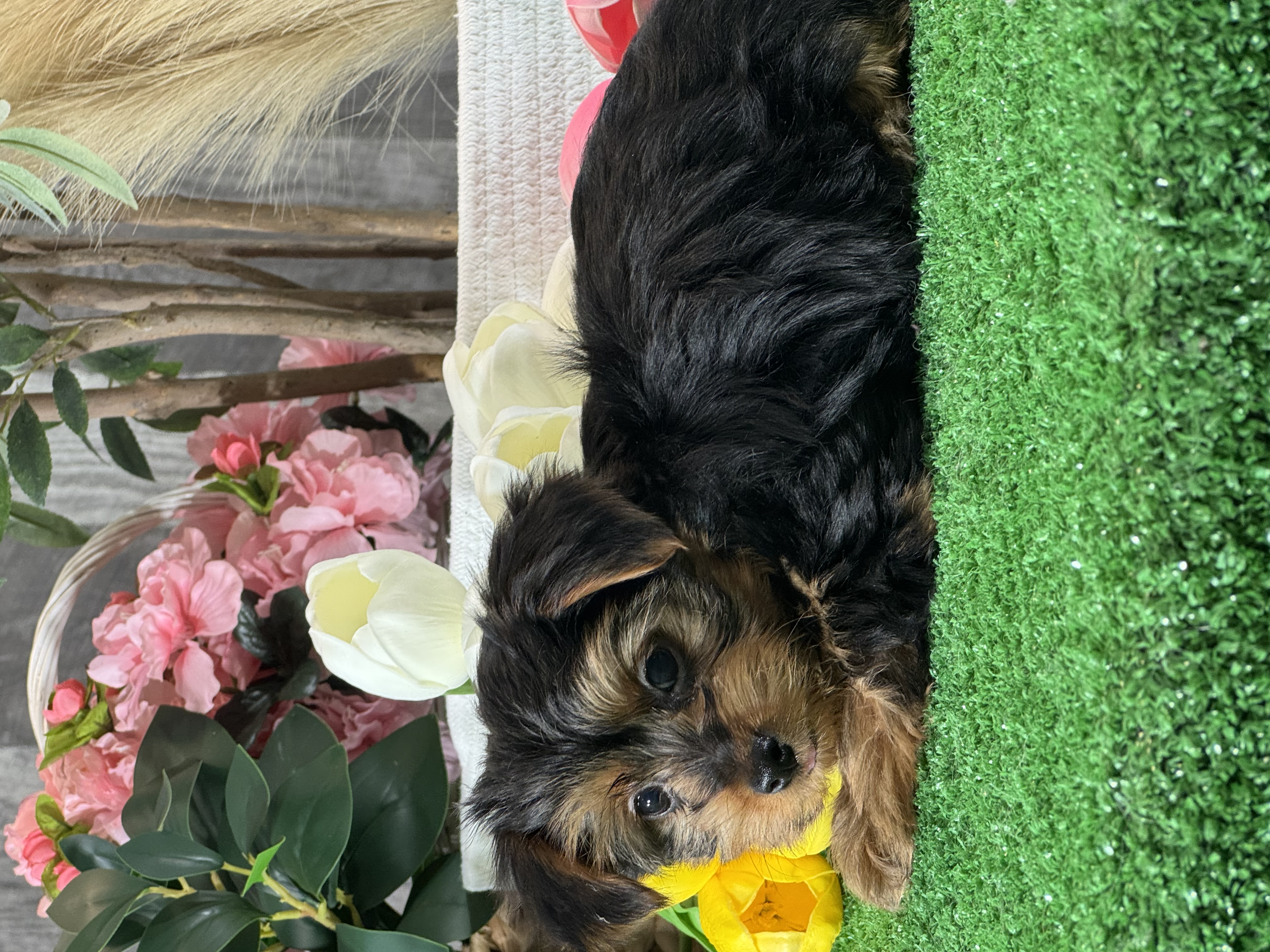 puppy, for, sale, Yorkshire Terrier, Curtis  Martin, dog, breeder, Seneca Falls, NY, dog-breeder, puppy-for-sale, forsale, nearby, find, puppyfind, locator, puppylocator, aca