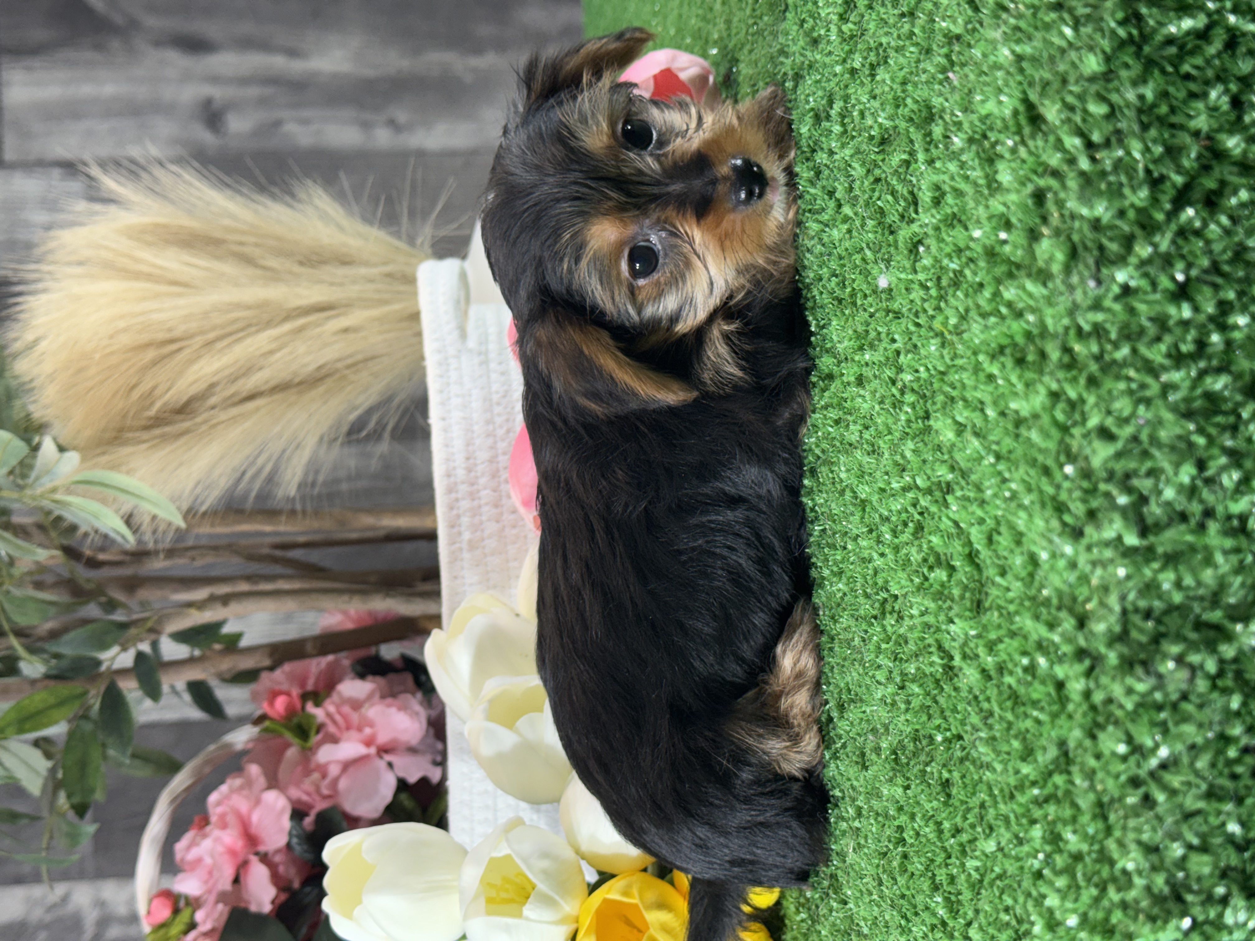 puppy, for, sale, Yorkshire Terrier, Curtis  Martin, dog, breeder, Seneca Falls, NY, dog-breeder, puppy-for-sale, forsale, nearby, find, puppyfind, locator, puppylocator, aca