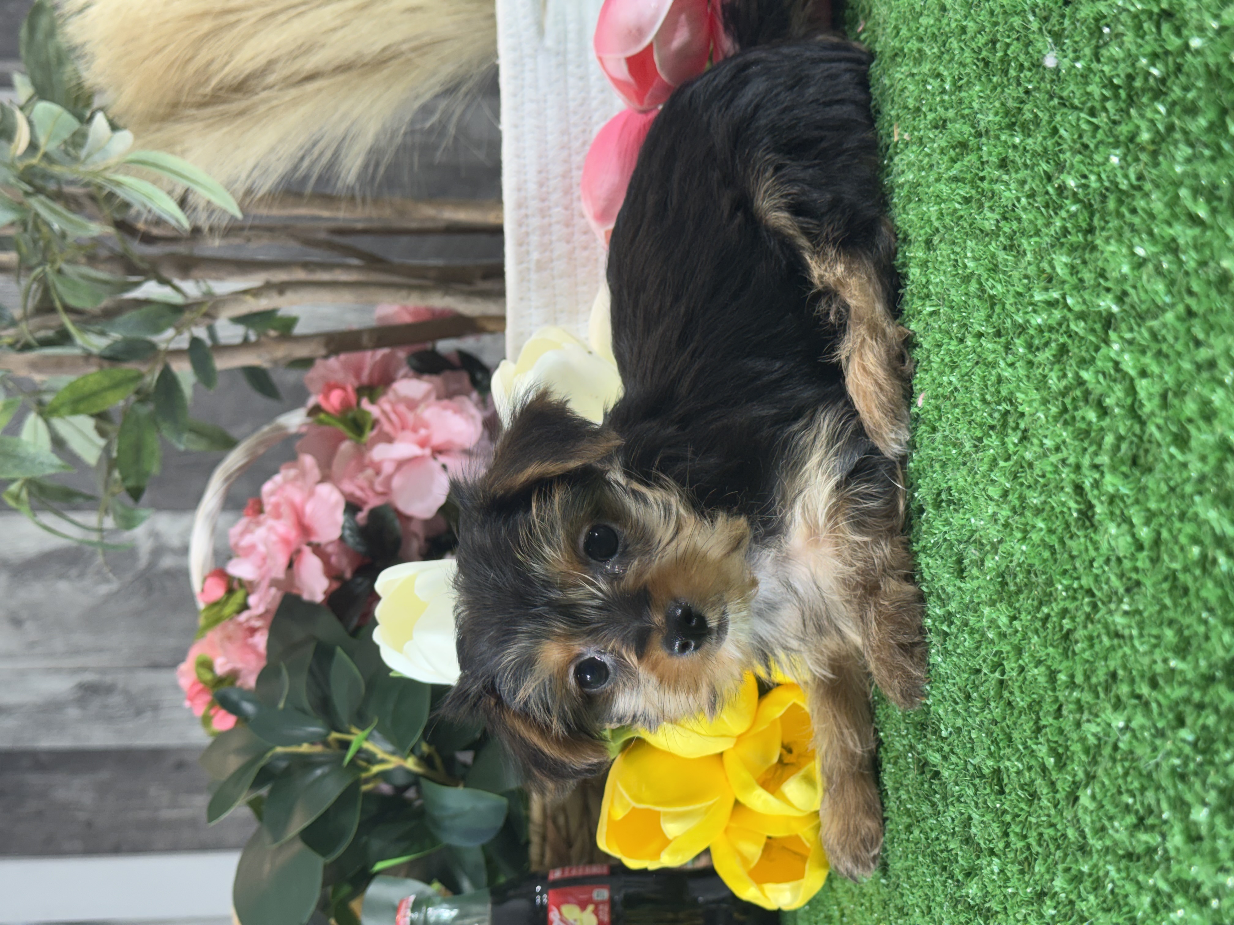 puppy, for, sale, Yorkshire Terrier, Curtis  Martin, dog, breeder, Seneca Falls, NY, dog-breeder, puppy-for-sale, forsale, nearby, find, puppyfind, locator, puppylocator, aca