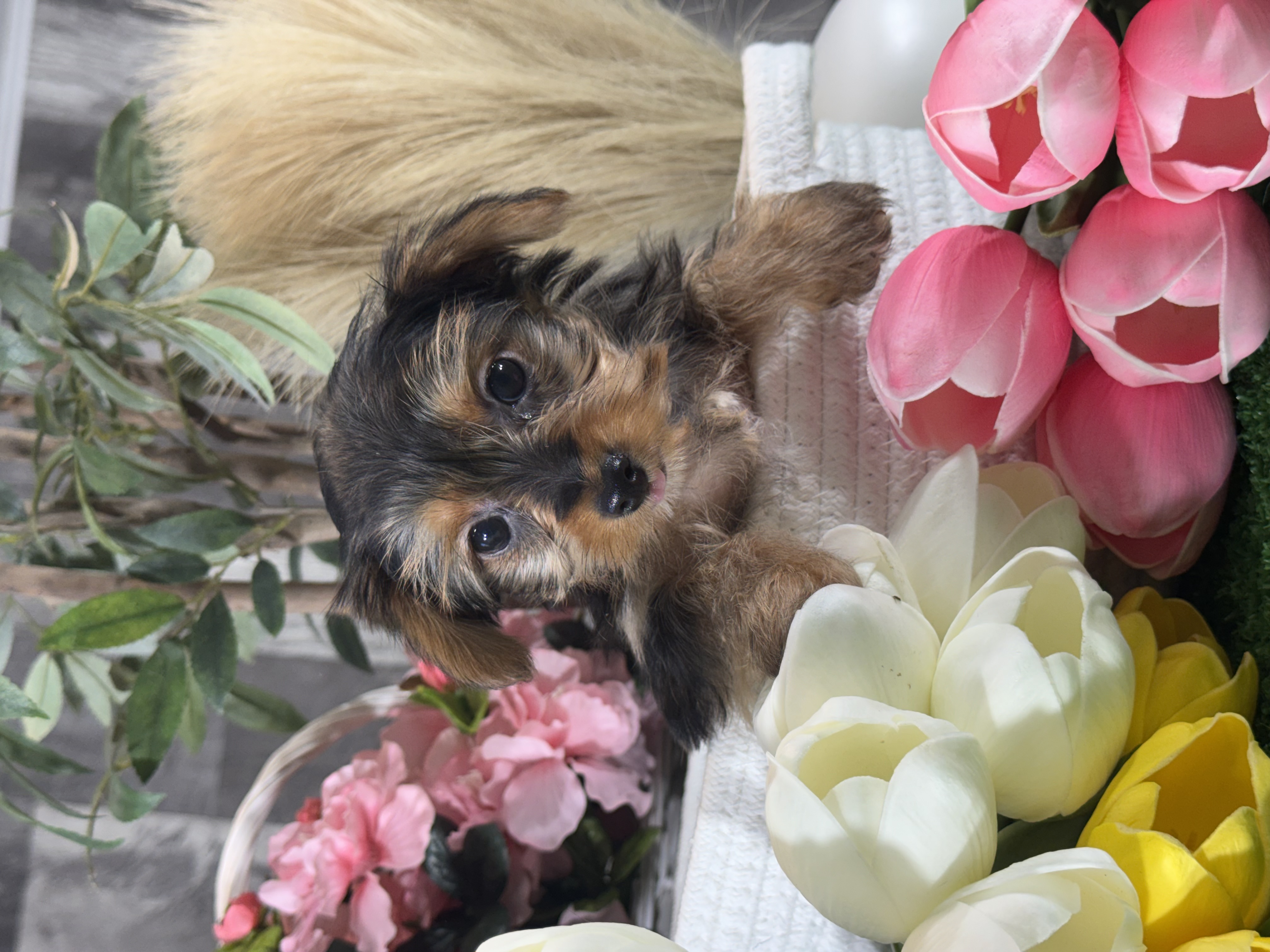 puppy, for, sale, Yorkshire Terrier, Curtis  Martin, dog, breeder, Seneca Falls, NY, dog-breeder, puppy-for-sale, forsale, nearby, find, puppyfind, locator, puppylocator, aca