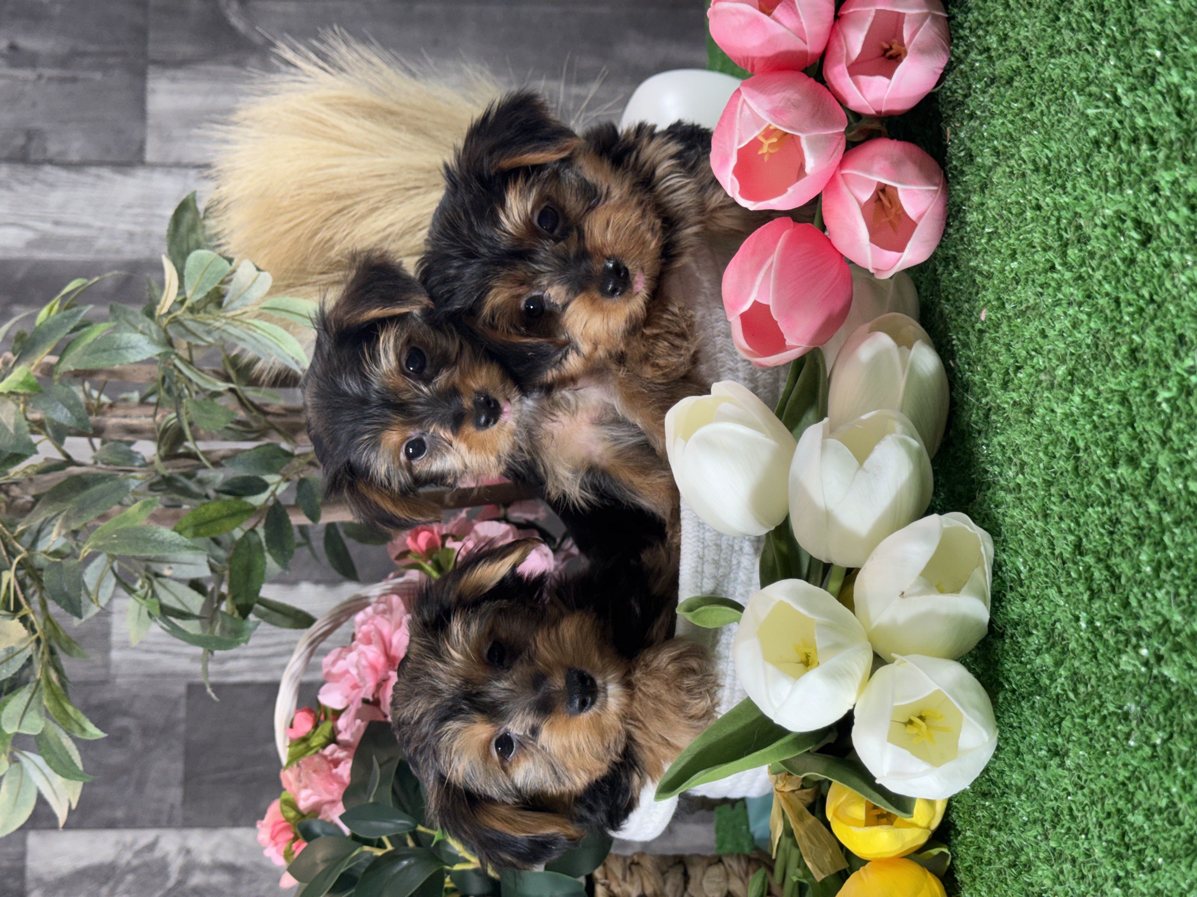 puppy, for, sale, Yorkshire Terrier, Curtis  Martin, dog, breeder, Seneca Falls, NY, dog-breeder, puppy-for-sale, forsale, nearby, find, puppyfind, locator, puppylocator, aca