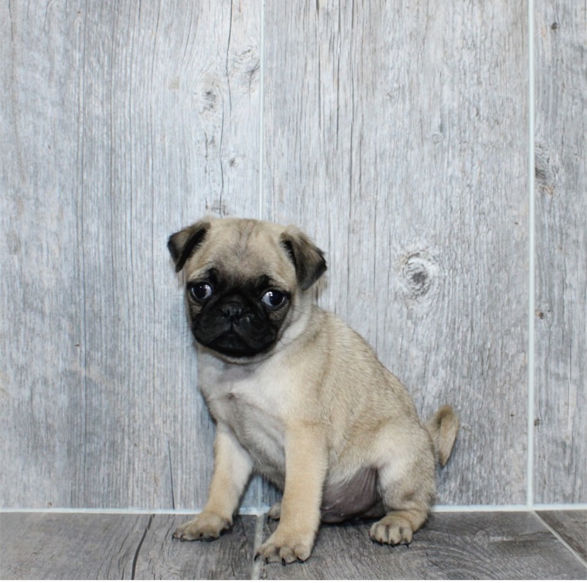 puppy, for, sale, Pug, Nationwide Puppies  , dog, breeder, New York, NY, dog-breeder, puppy-for-sale, forsale, nearby, find, puppyfind, locator, puppylocator, aca