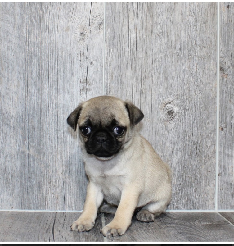 puppy, for, sale, Pug, Nationwide Puppies  , dog, breeder, New York, NY, dog-breeder, puppy-for-sale, forsale, nearby, find, puppyfind, locator, puppylocator, aca
