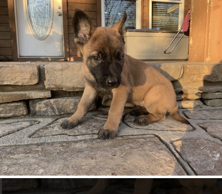 puppy, for, sale, Belgian Malinois, Nationwide Puppies  , dog, breeder, New York, NY, dog-breeder, puppy-for-sale, forsale, nearby, find, puppyfind, locator, puppylocator, aca